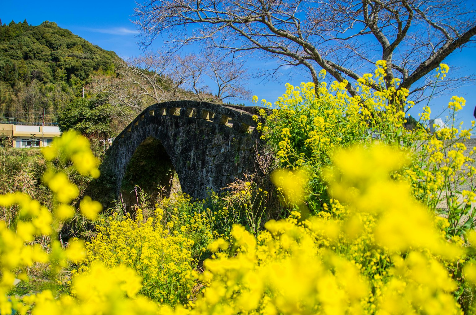 A scenic view featuring a stone bridge surrounded by yellow flowers and a blue sky