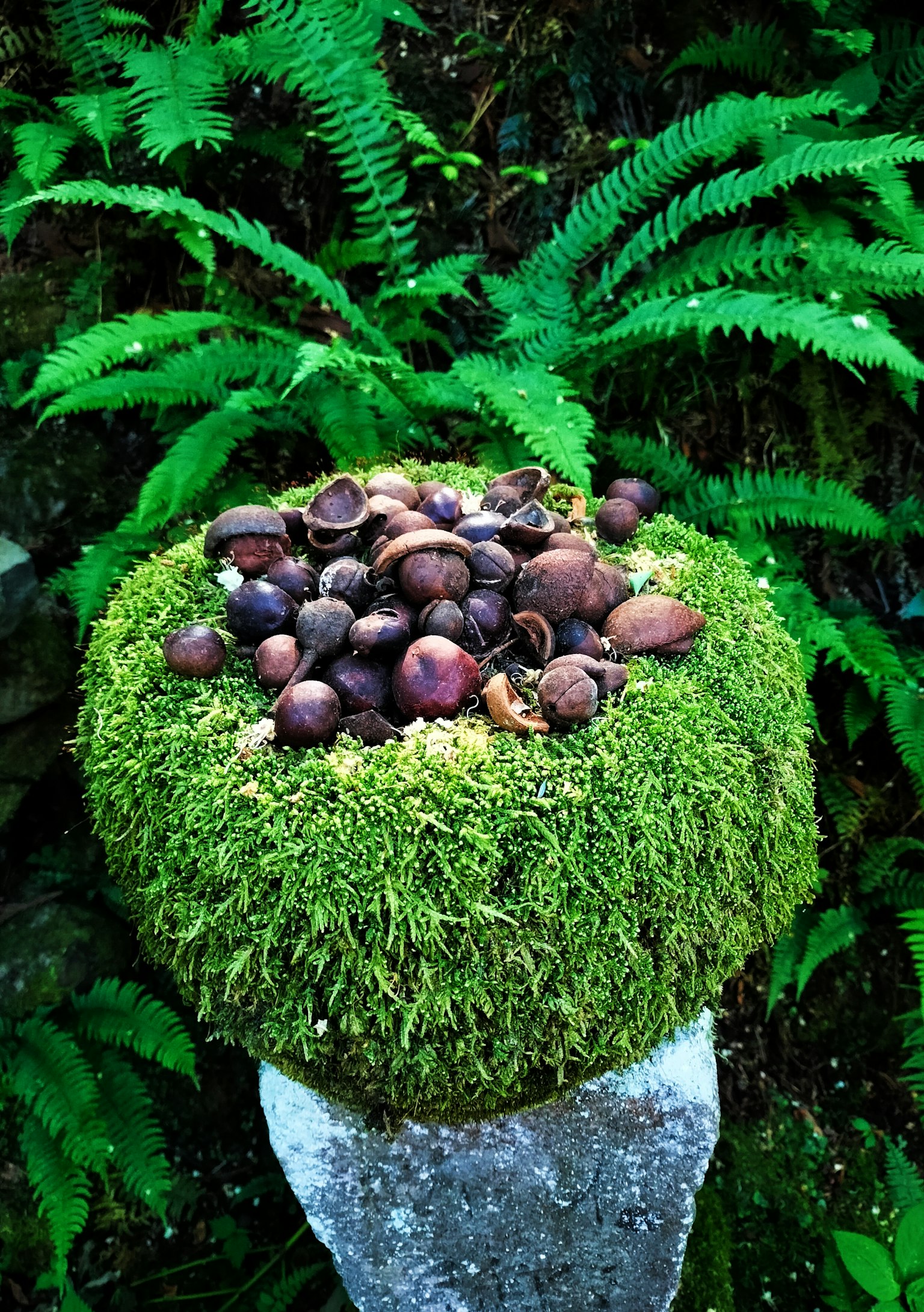 Una piedra cubierta de musgo coronada con frutos similares a nueces rodeada de helechos verdes