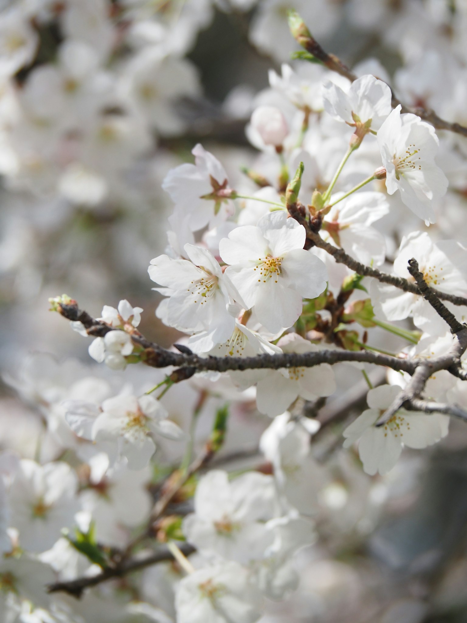 Close-up of white cherry blossoms on tree branches