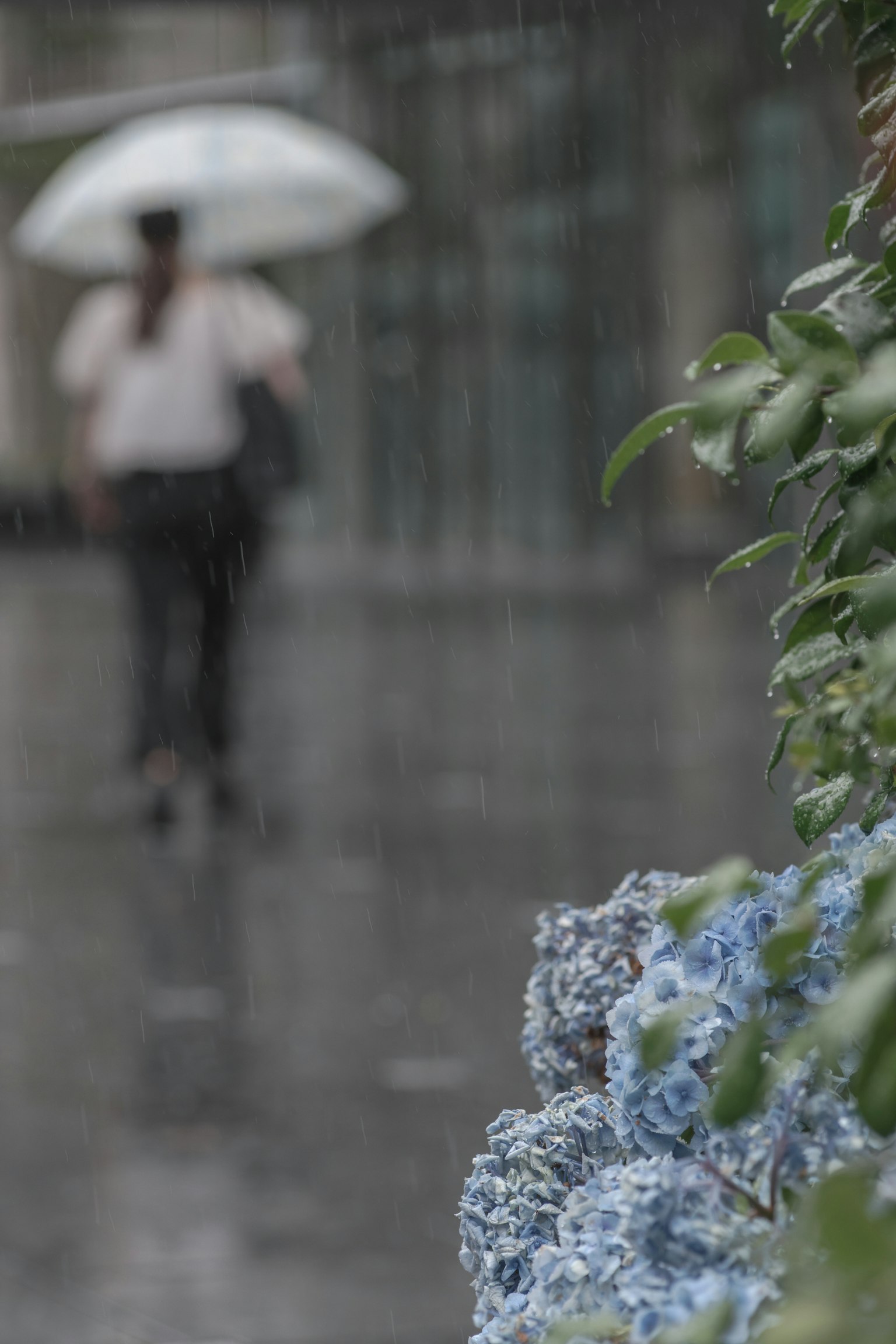 A person walking in the rain holding an umbrella with blurred background