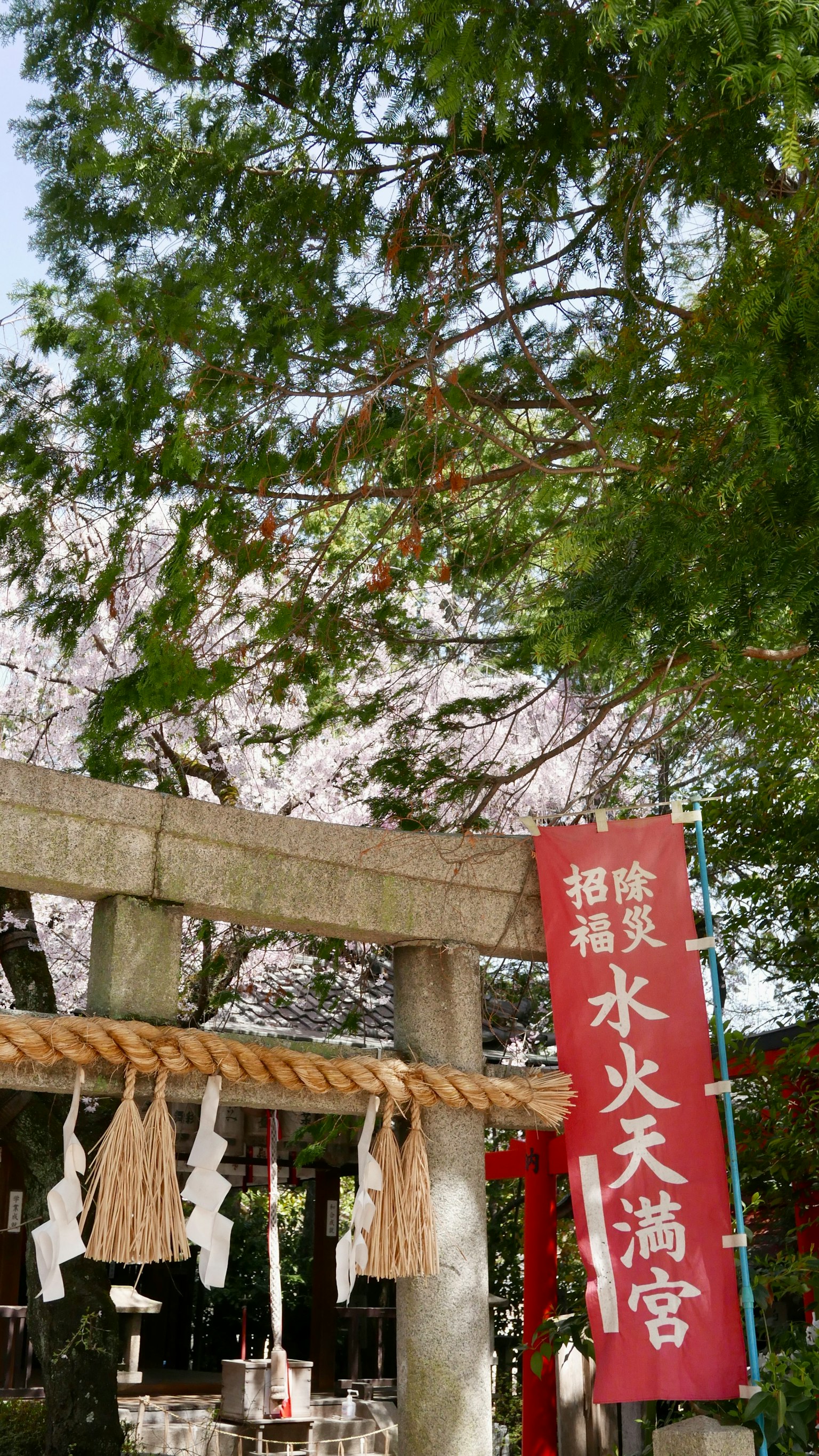 Scenic view of a shrine with cherry blossoms and a torii gate