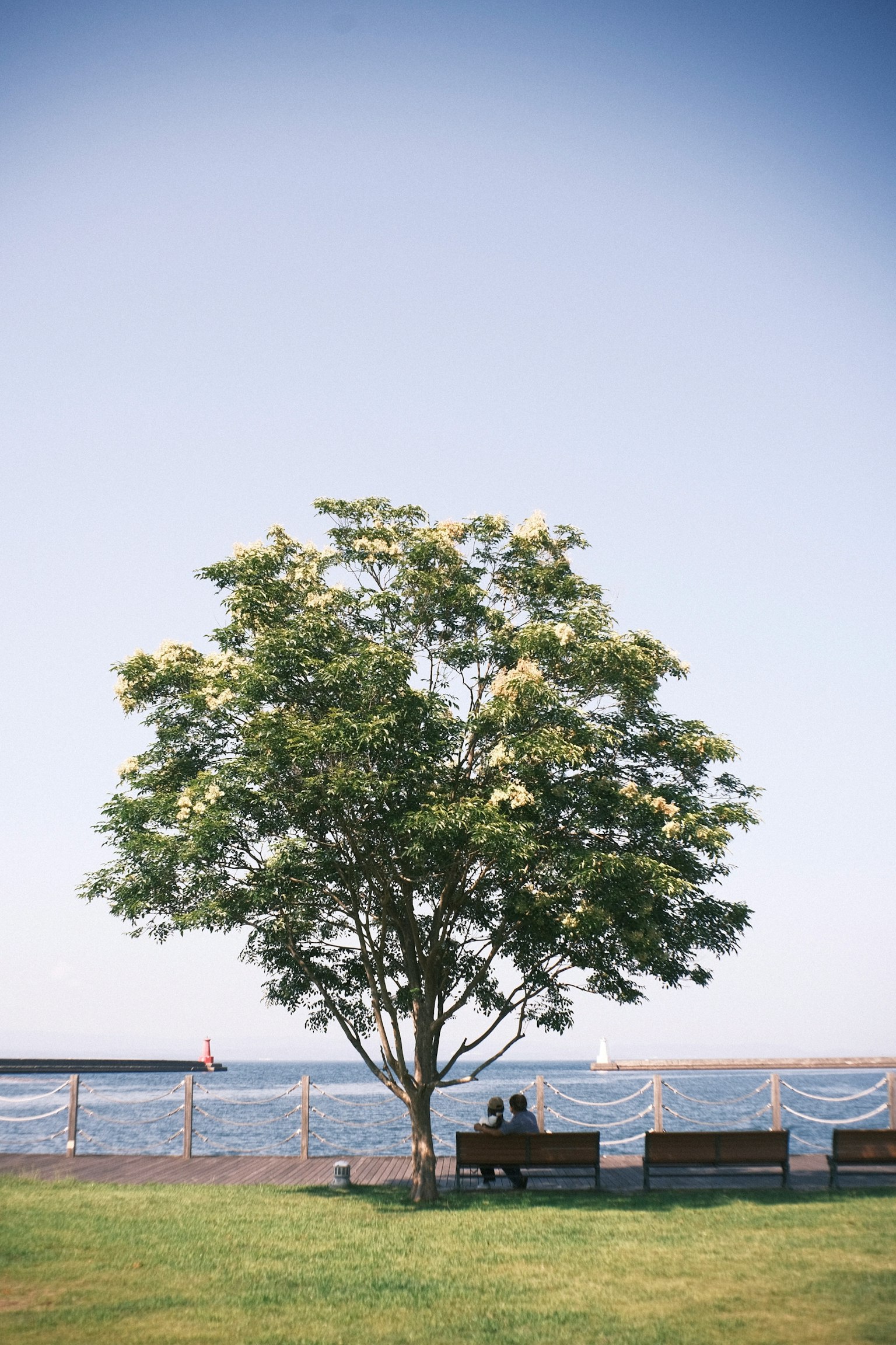 Un grande albero e una coppia seduta su panchine sotto un cielo azzurro
