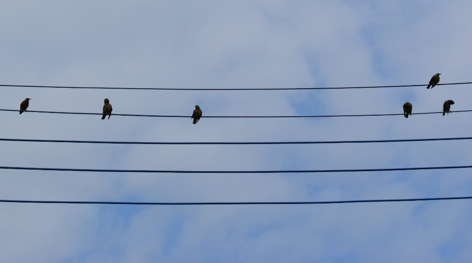 Des oiseaux perchés sur des lignes électriques sous un ciel bleu