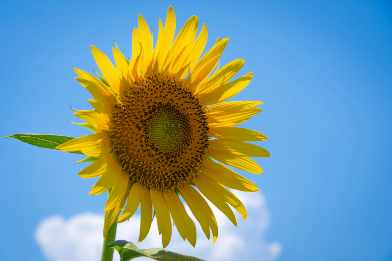 Un tournesol vibrant fleurissant sous un ciel bleu