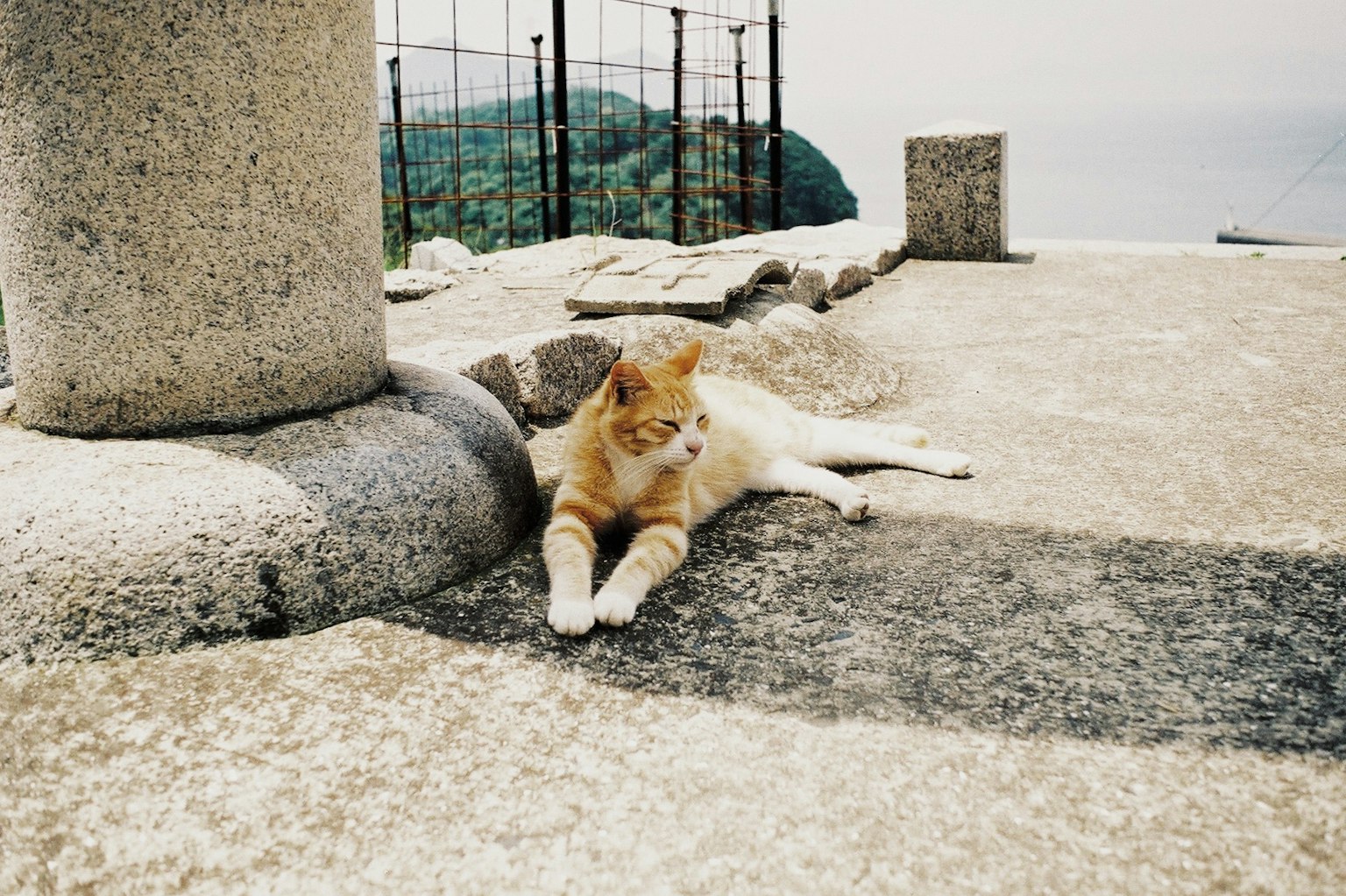 Eine Katze, die auf einer Betonfläche liegt, mit grünem Hintergrund
