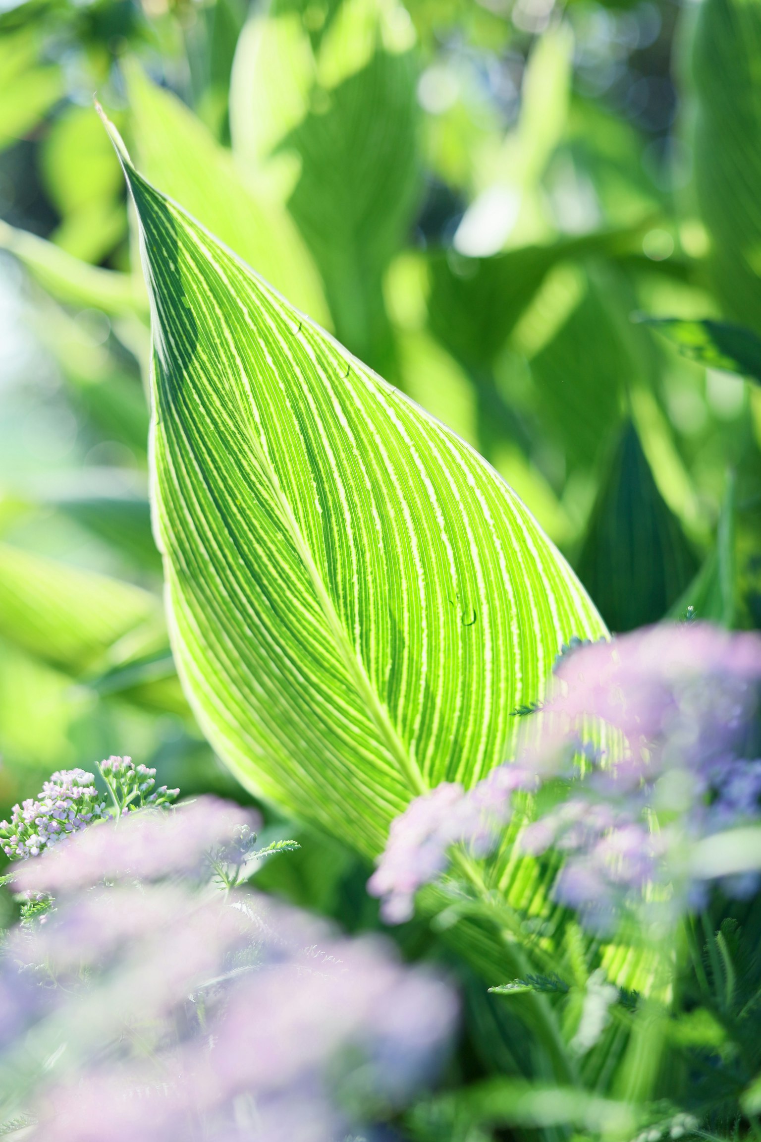 Close-up daun hijau cerah dengan urat halus dikelilingi bunga lembut