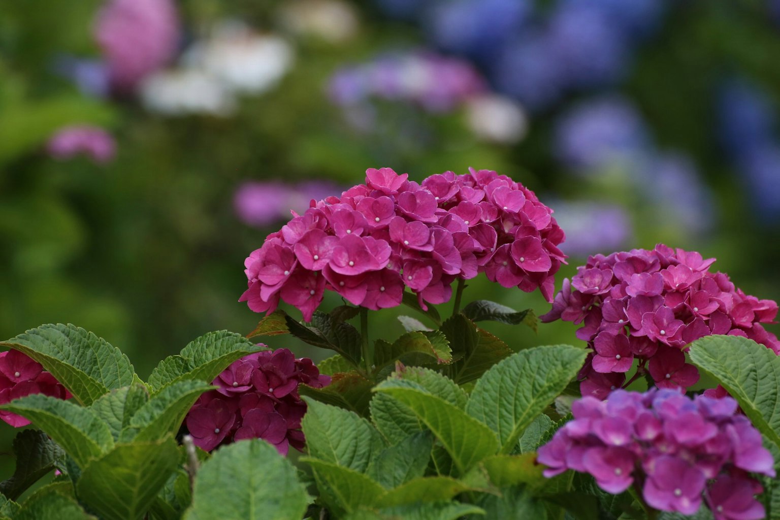 Kumpulan bunga pink yang cerah di taman