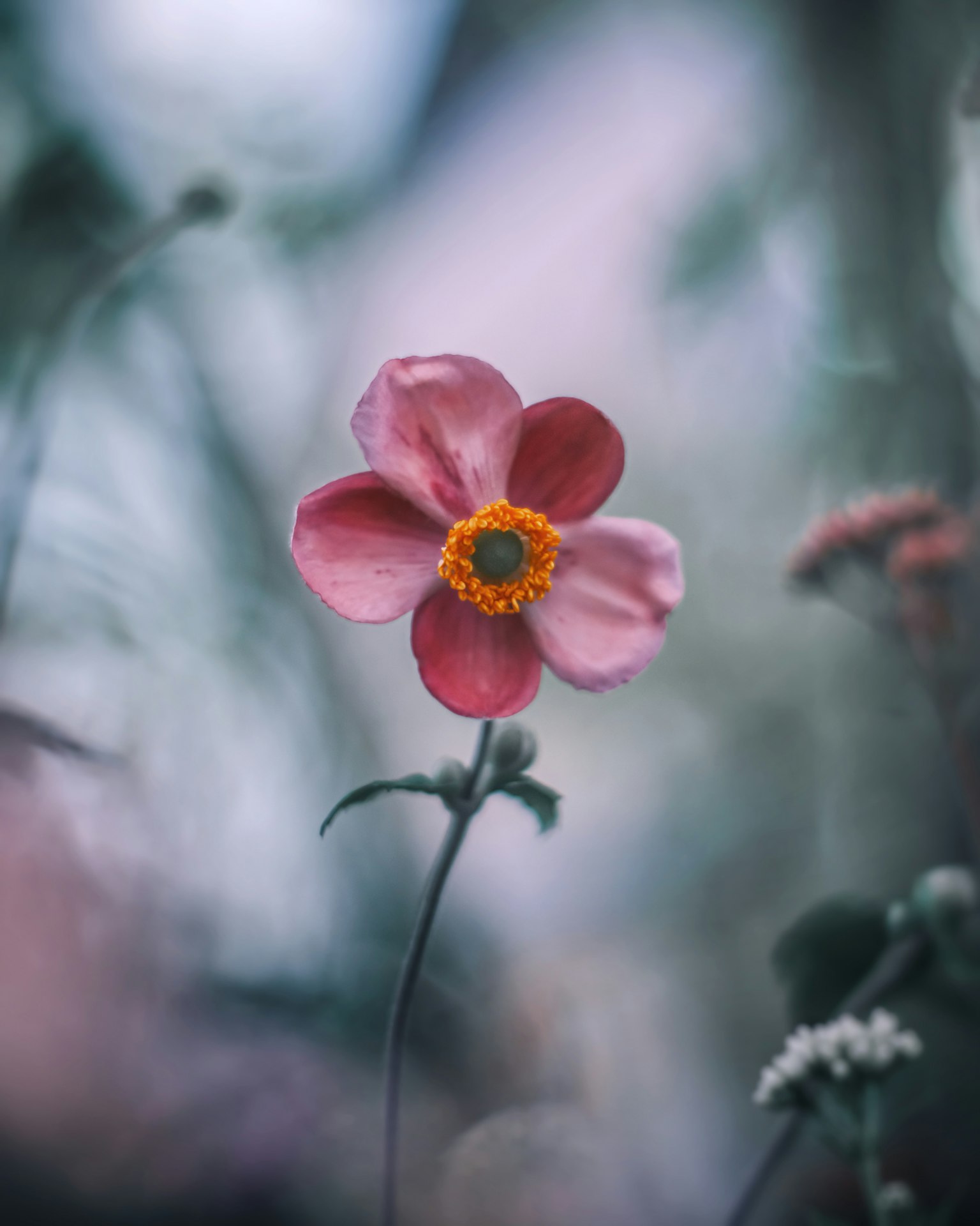 Un delicato fiore rosa con un centro giallo spicca su uno sfondo verde sfocato