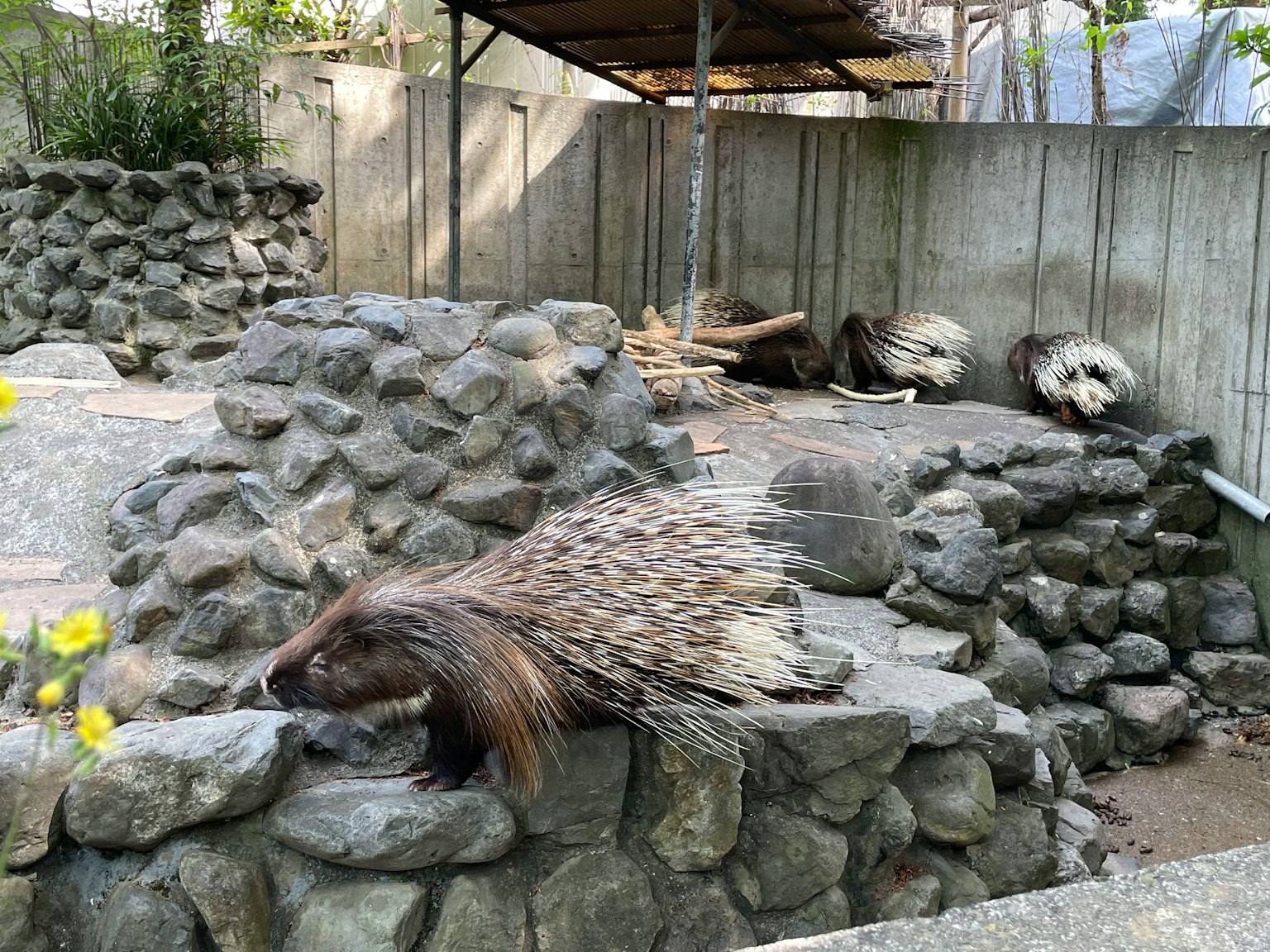 Nhím trên tường đá trong sở thú