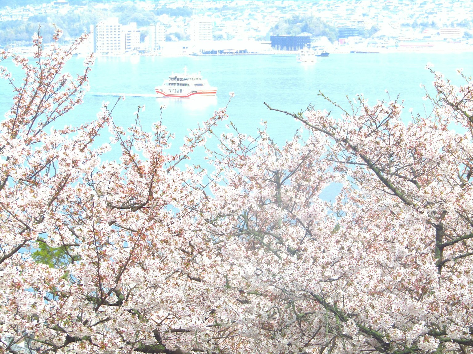 盛开的樱花树和蓝色海洋中的船