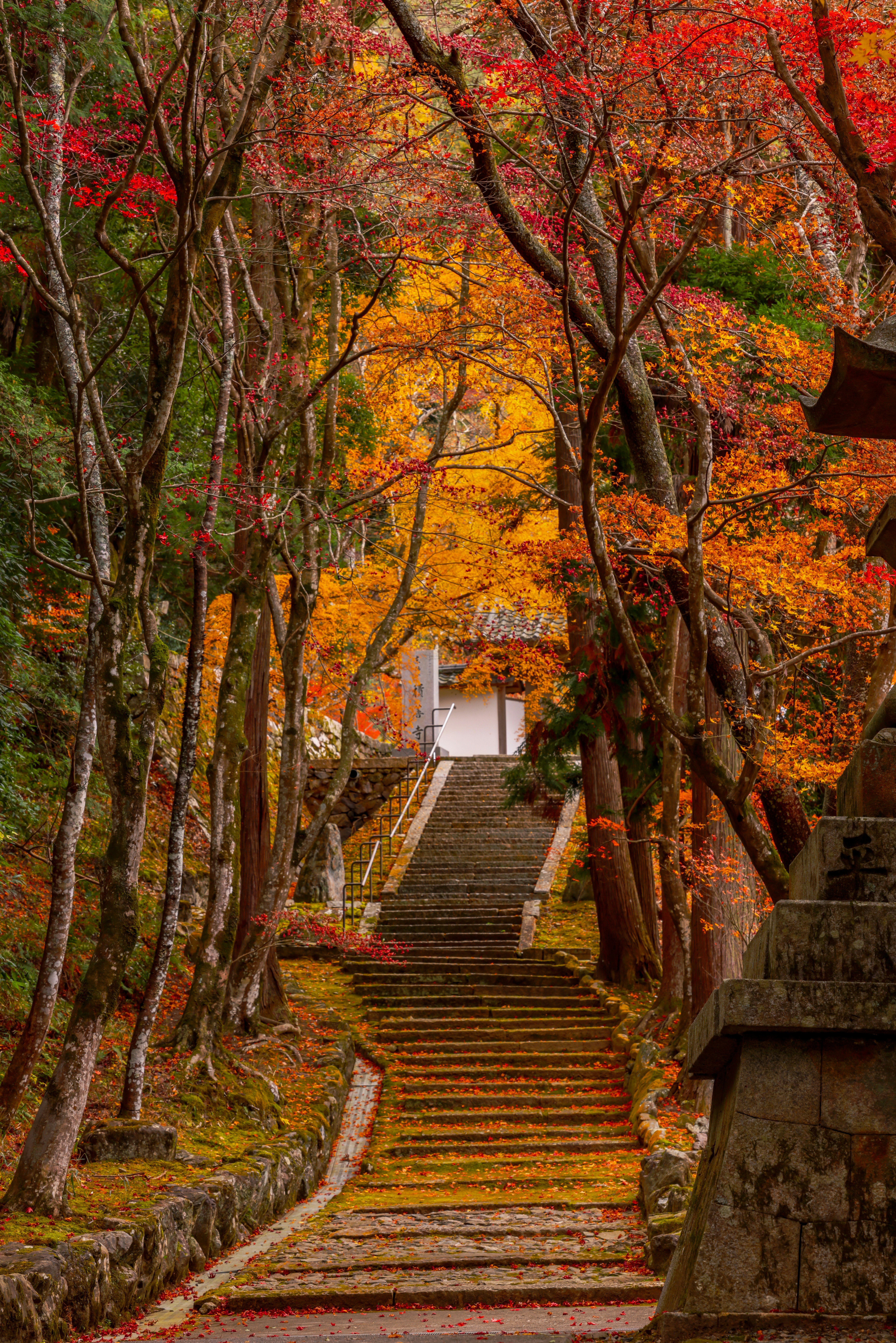 Allée en escalier bordée d’arbres aux couleurs d’automne