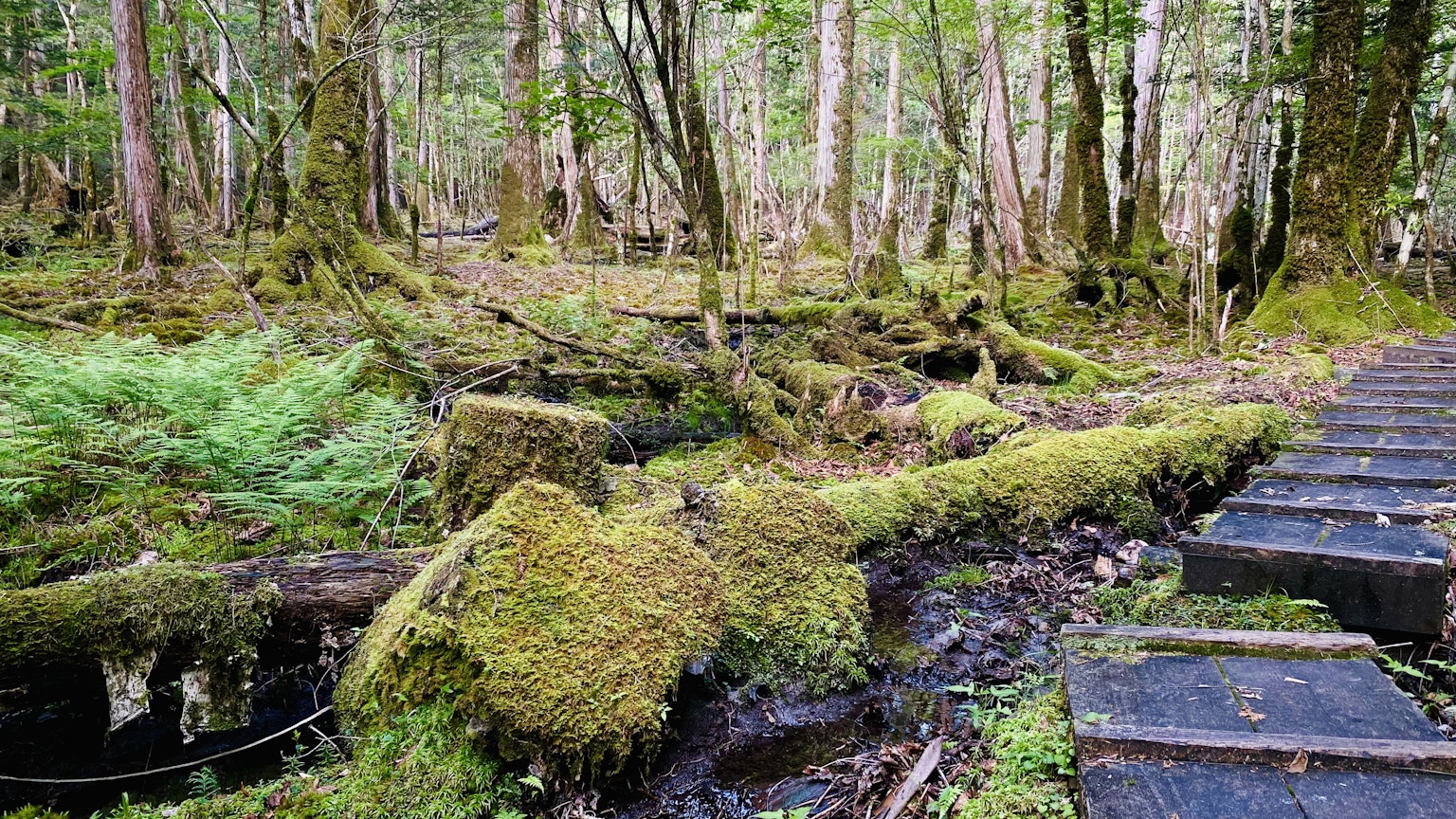 Troncos cubiertos de musgo en un bosque verde con camino de madera
