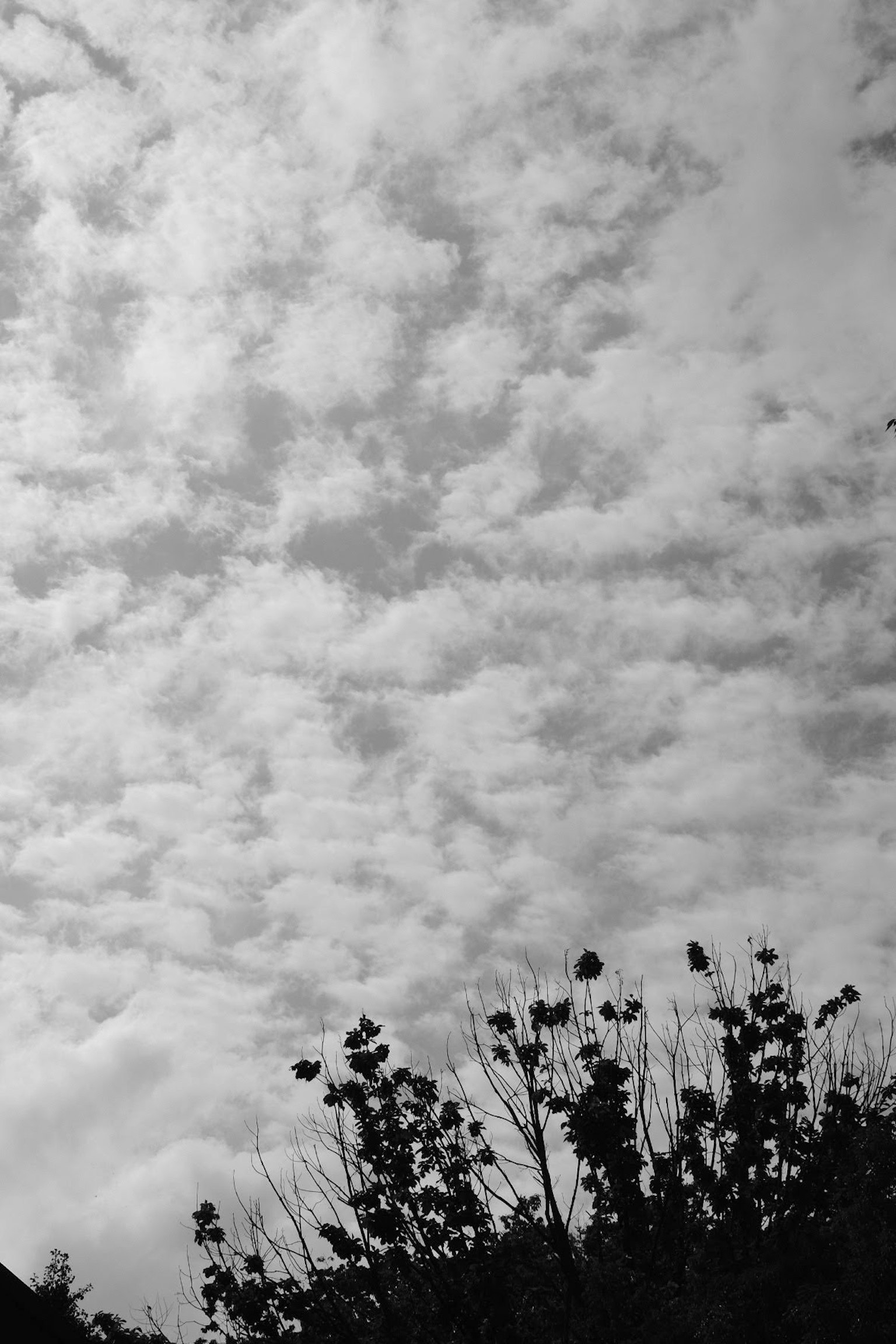 Black and white sky filled with clouds and silhouetted plants