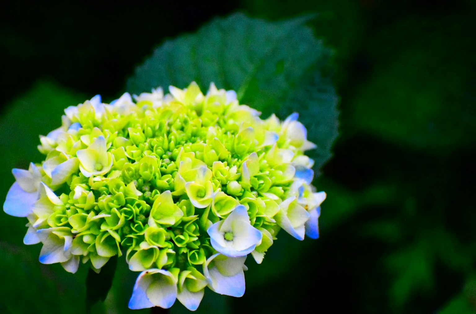 Hortensienblüte in Grüntönen und Weiß umgeben von üppigem grünem Laub