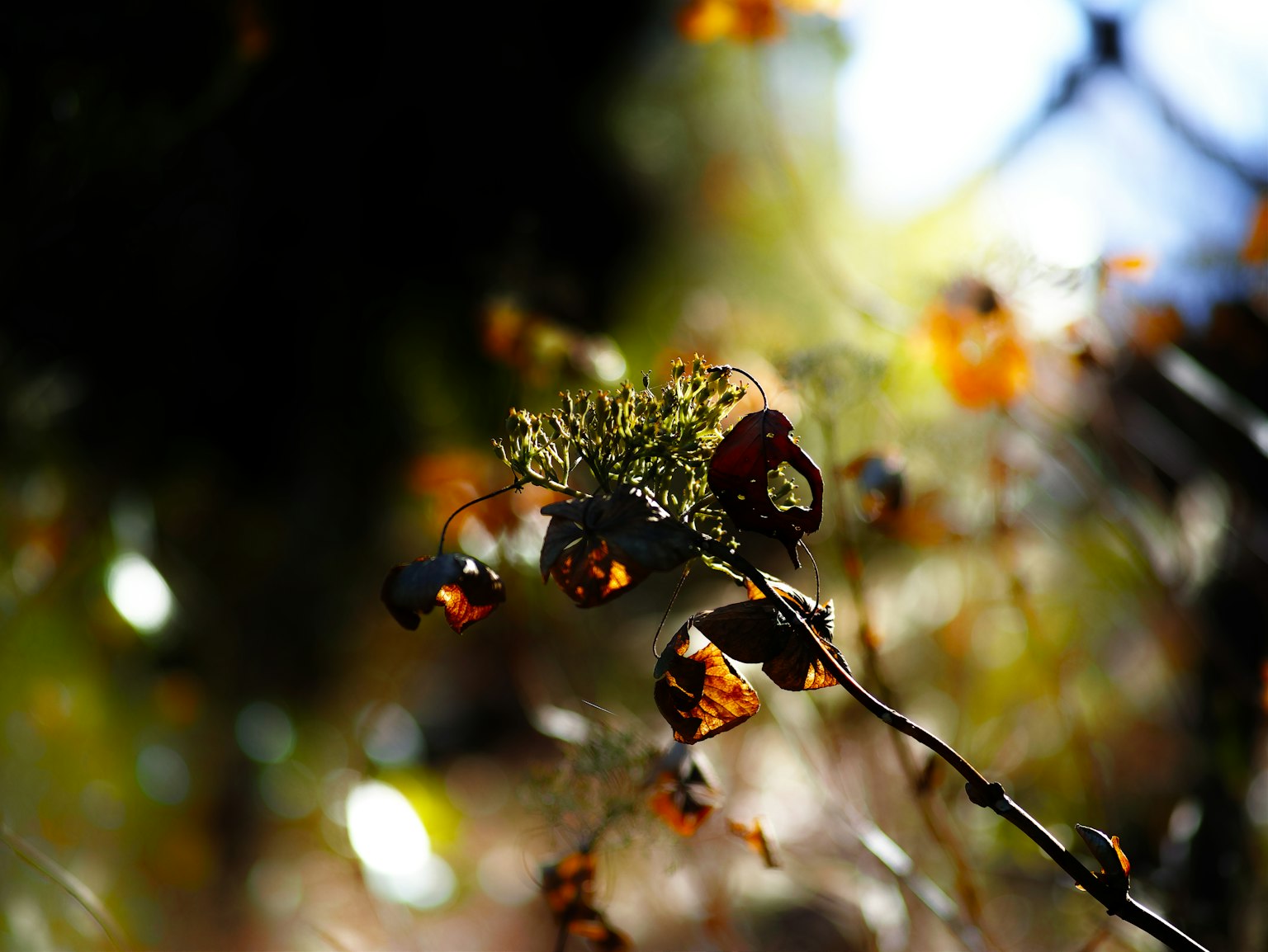 Nahaufnahme eines Zweigs mit grünen Blättern und kleinen orangefarbenen Blumen