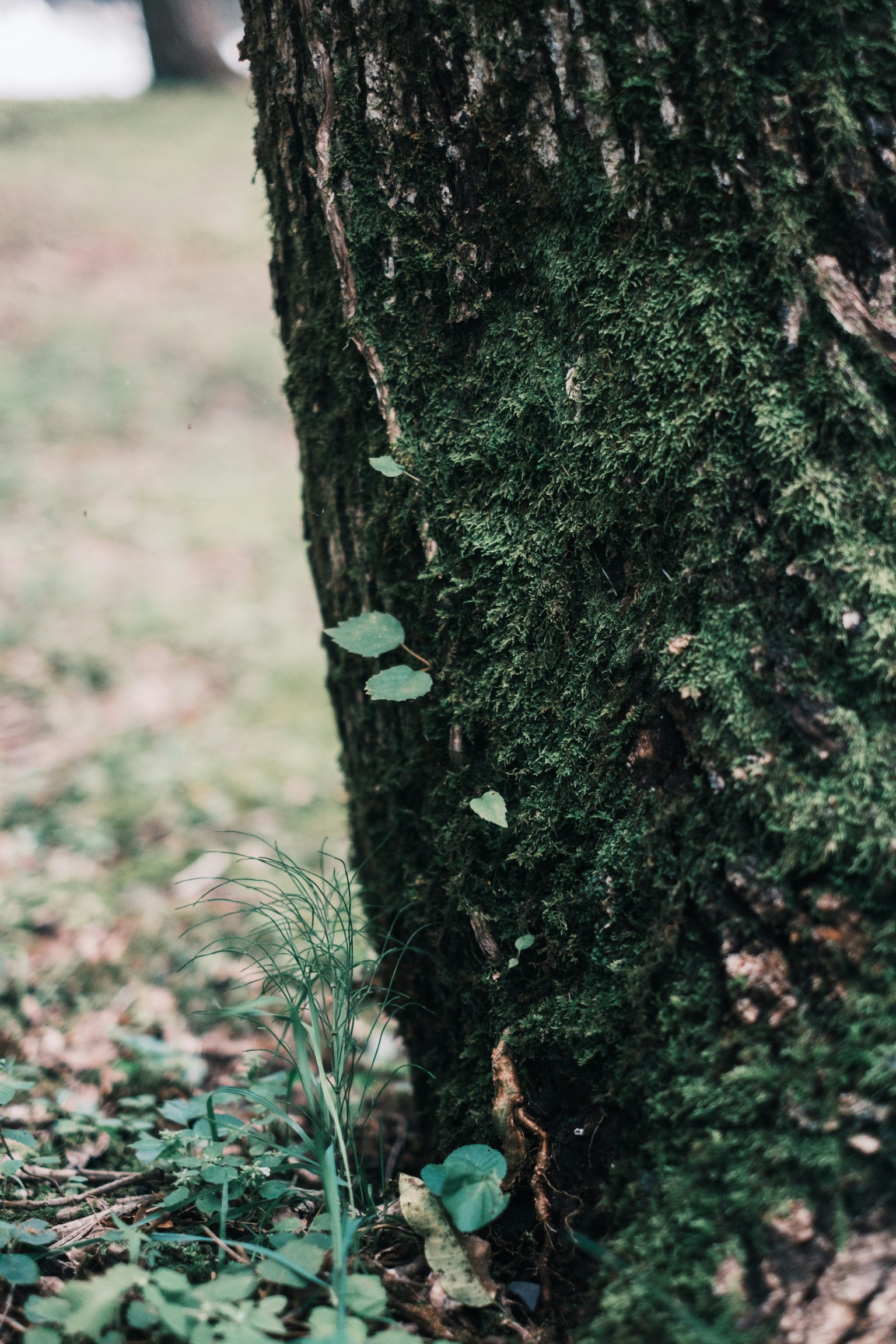 木の幹に生えた苔と小さな葉