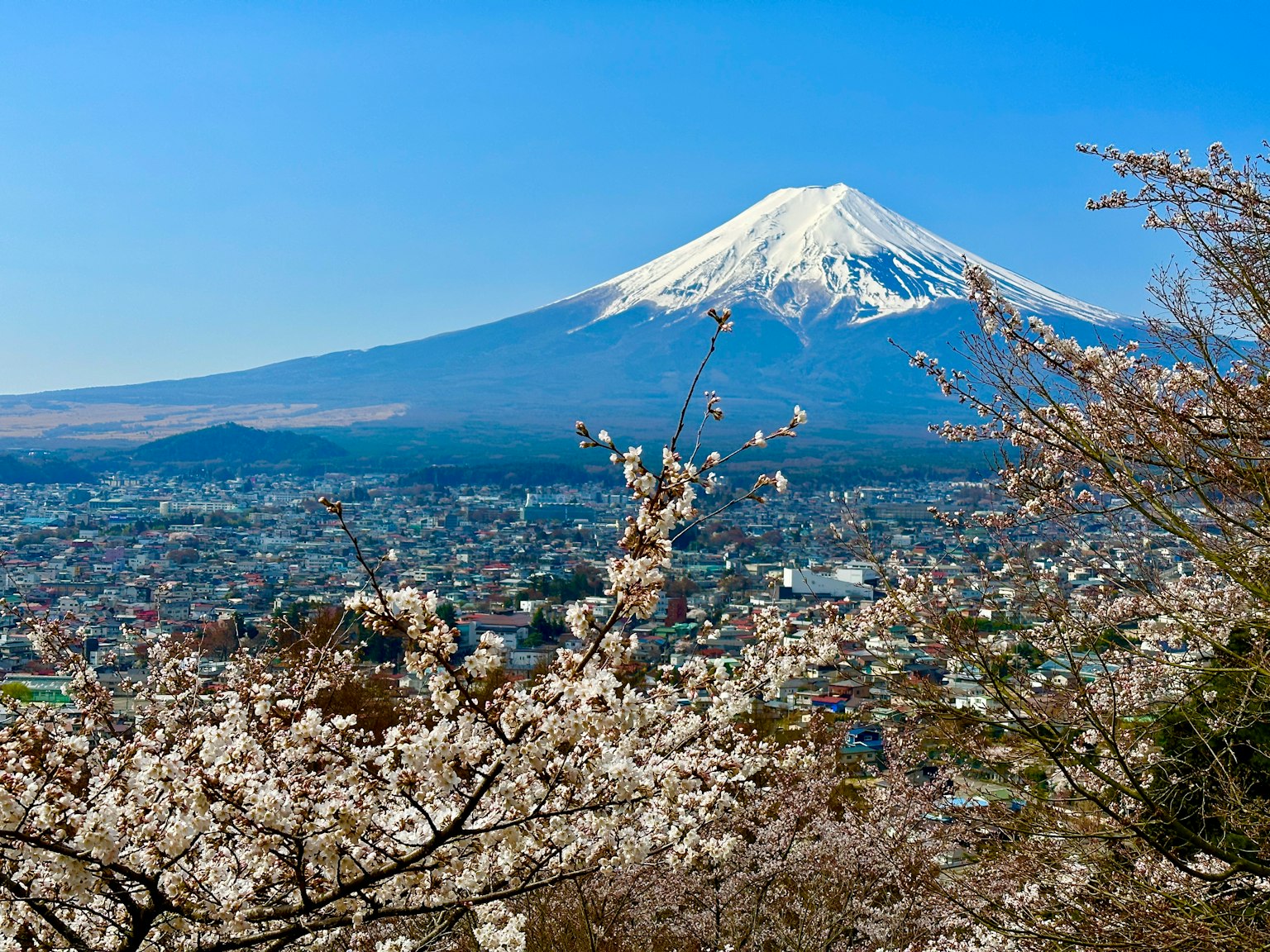 富士山與前景的櫻花