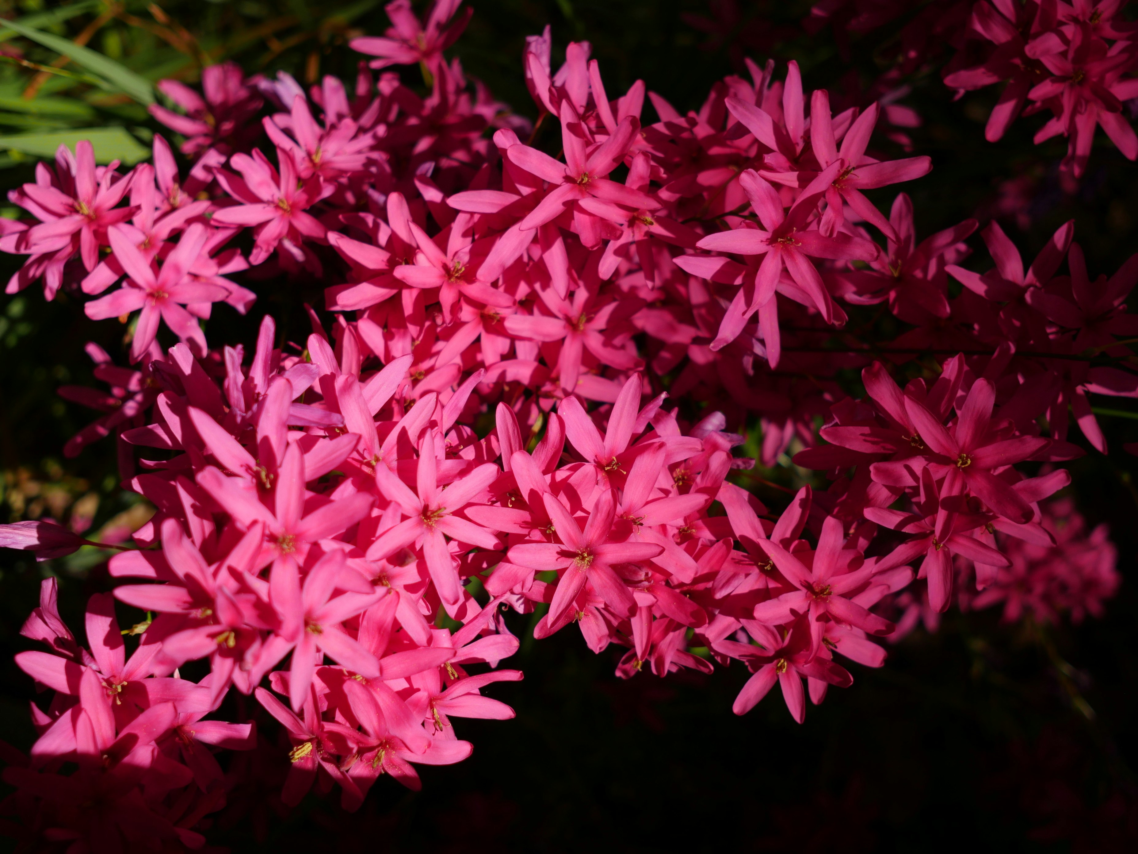 Nahaufnahme dicht blühender rosa Blumen