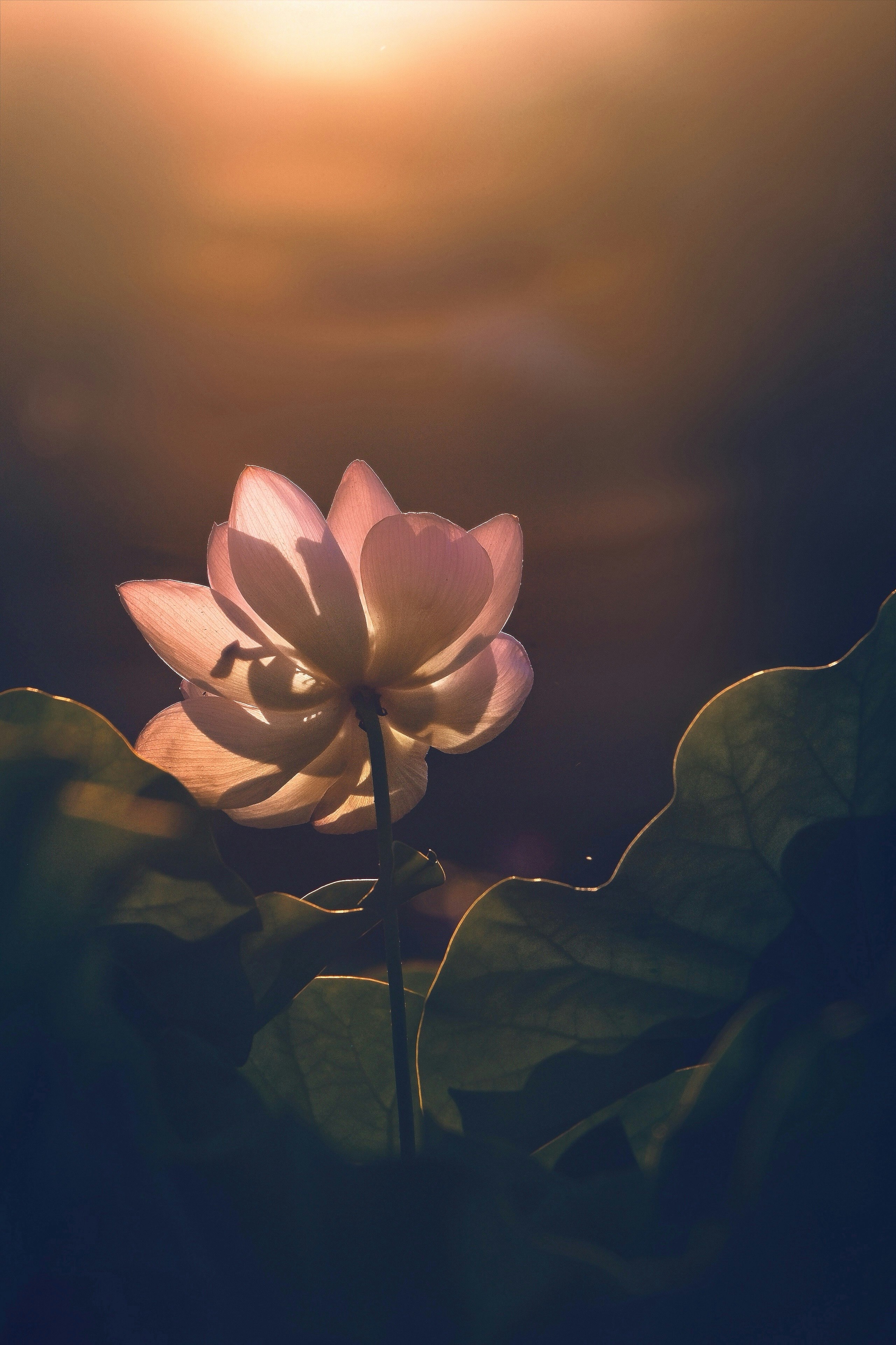 夕陽を浴びる蓮の花と葉のクローズアップ