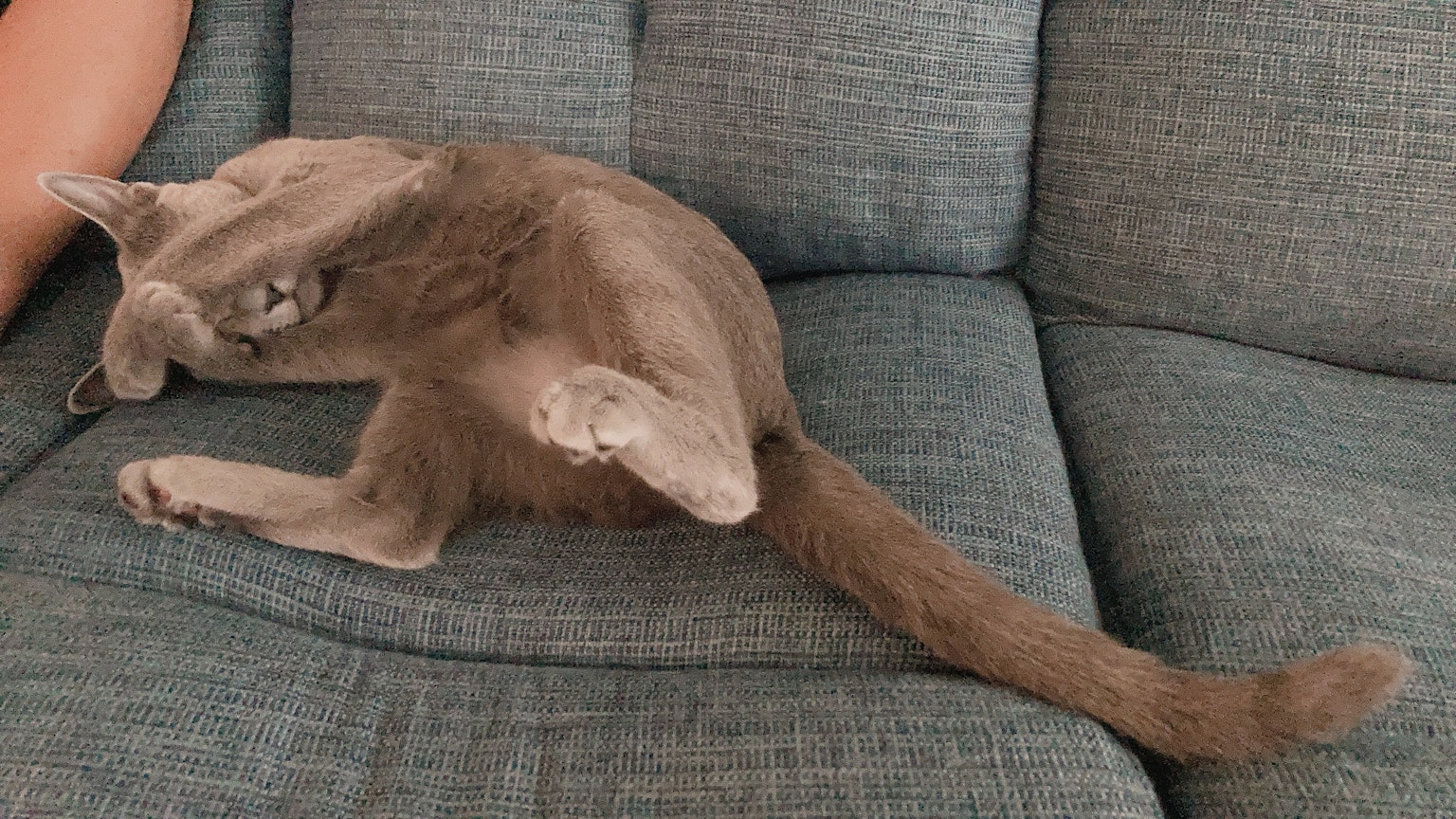 Kucing abu-abu meregang di sofa