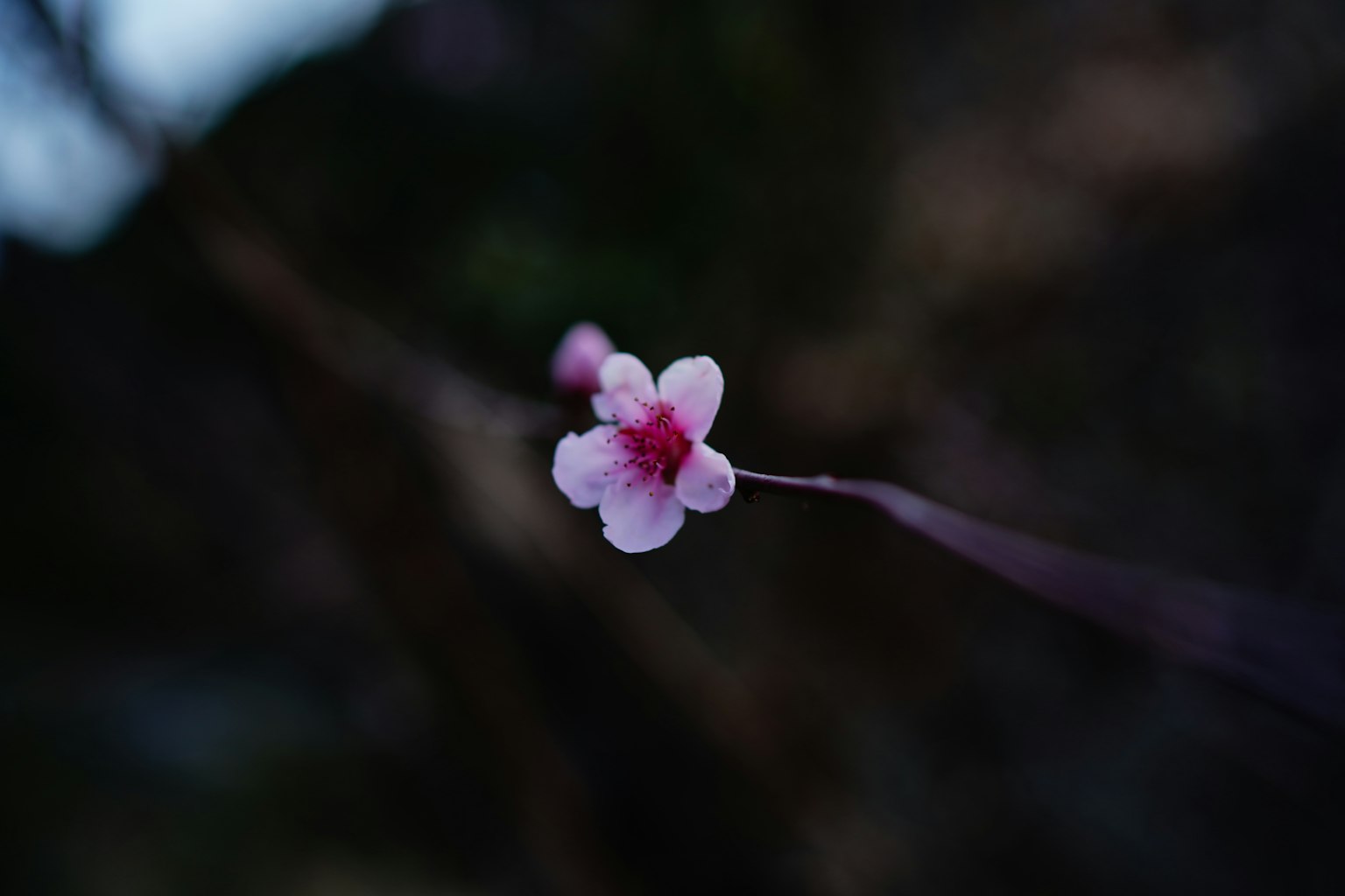 A delicate pink flower with a darker background