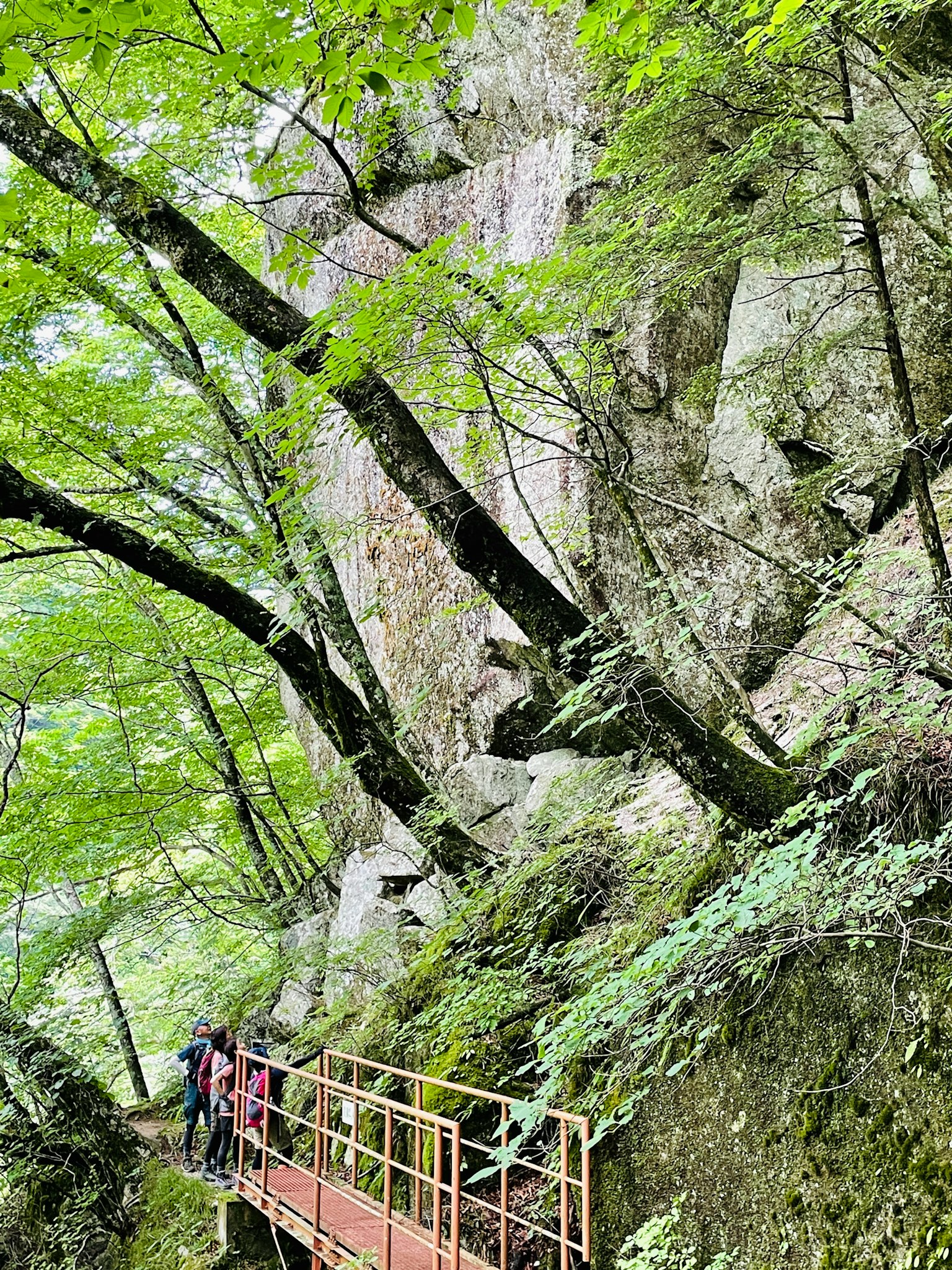 Des gens marchant le long d'un chemin entouré d'arbres verts et de rochers