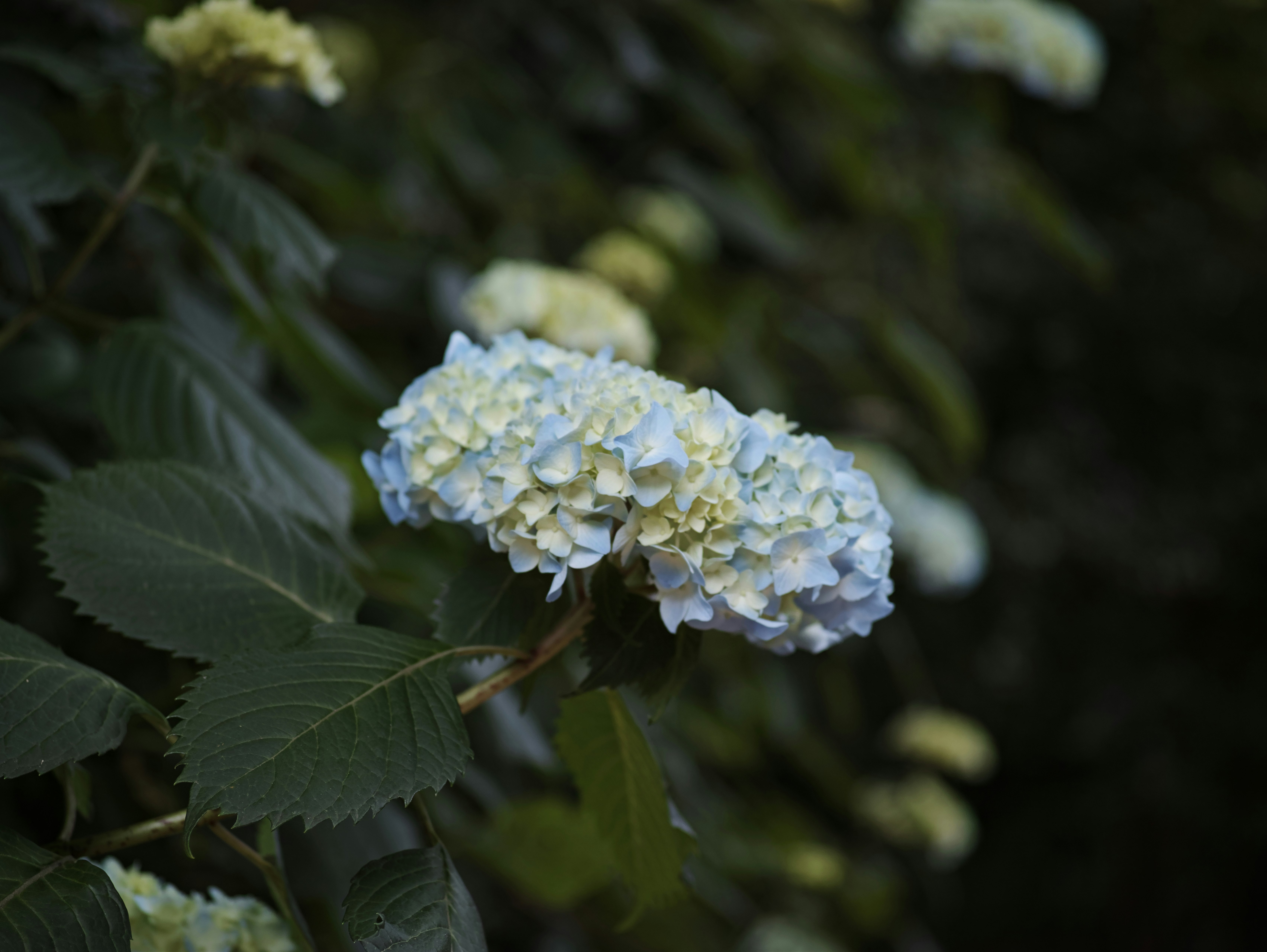 绣球花花瓣纹理特写