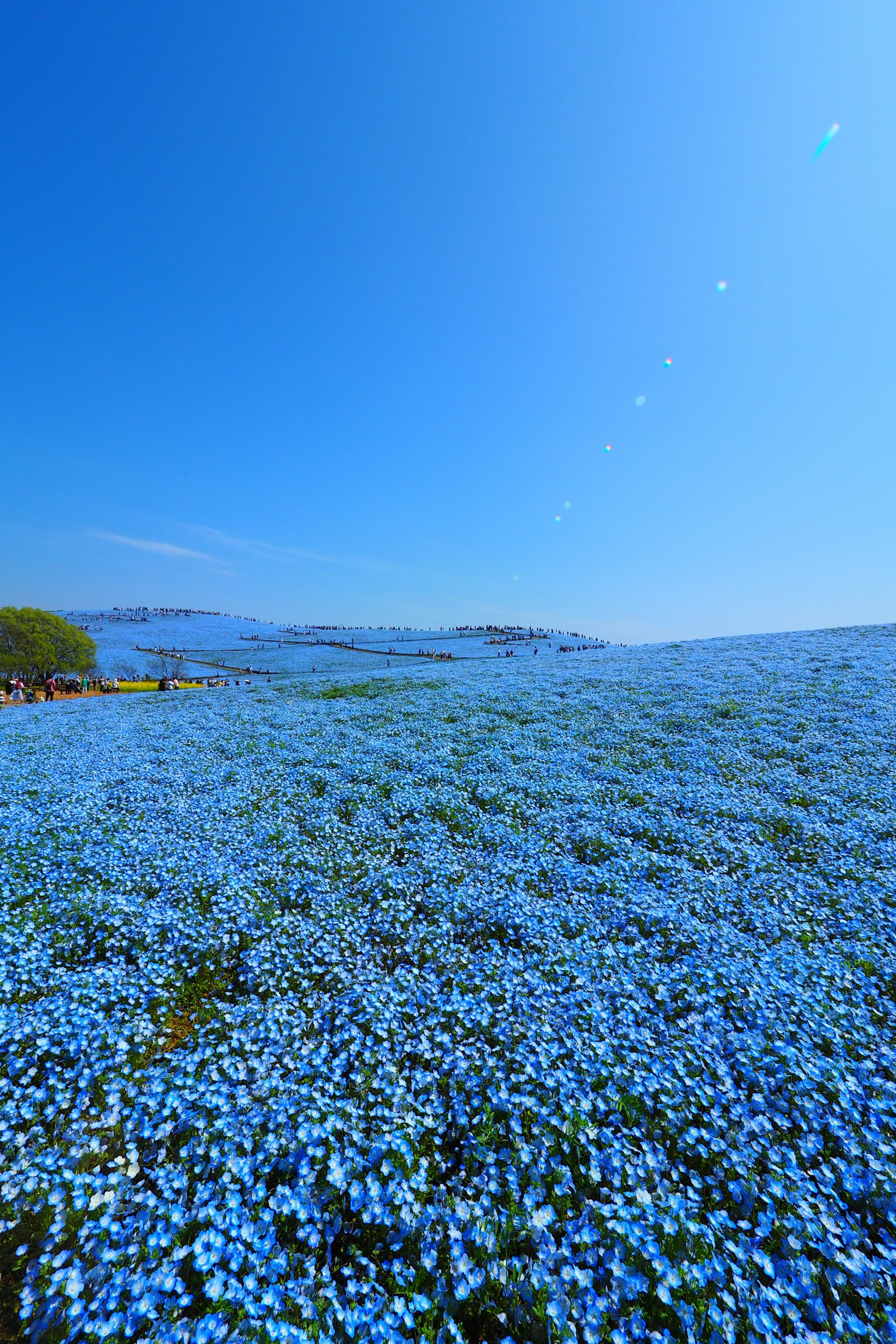 藍花在晴朗藍天下的風景