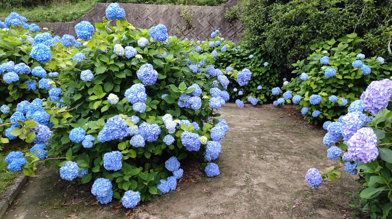 Jalan yang dikelilingi oleh bunga hydrangea biru