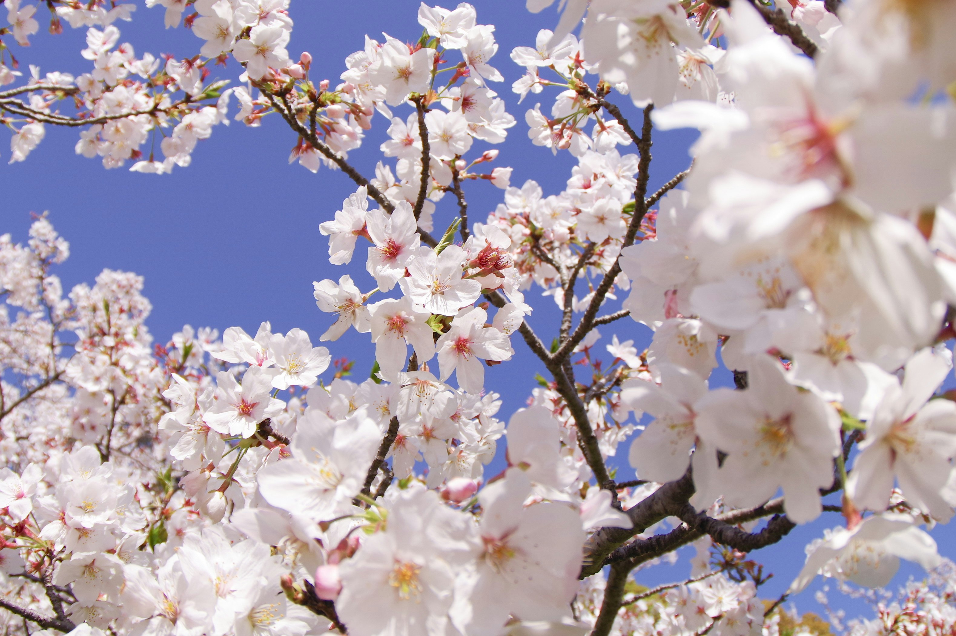 青空に咲く桜の花の枝