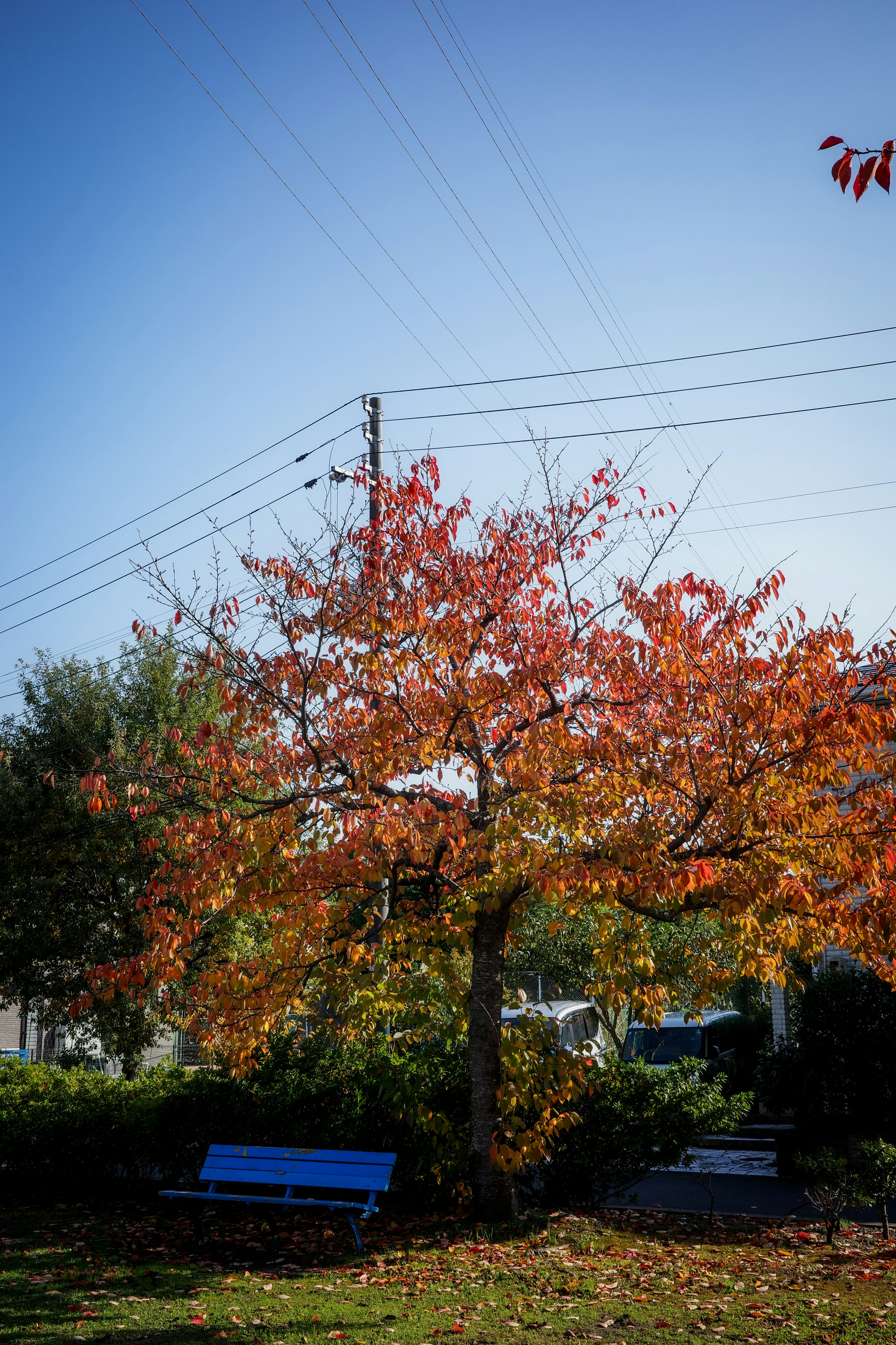 秋の紅葉の木と青空の下の庭のベンチ