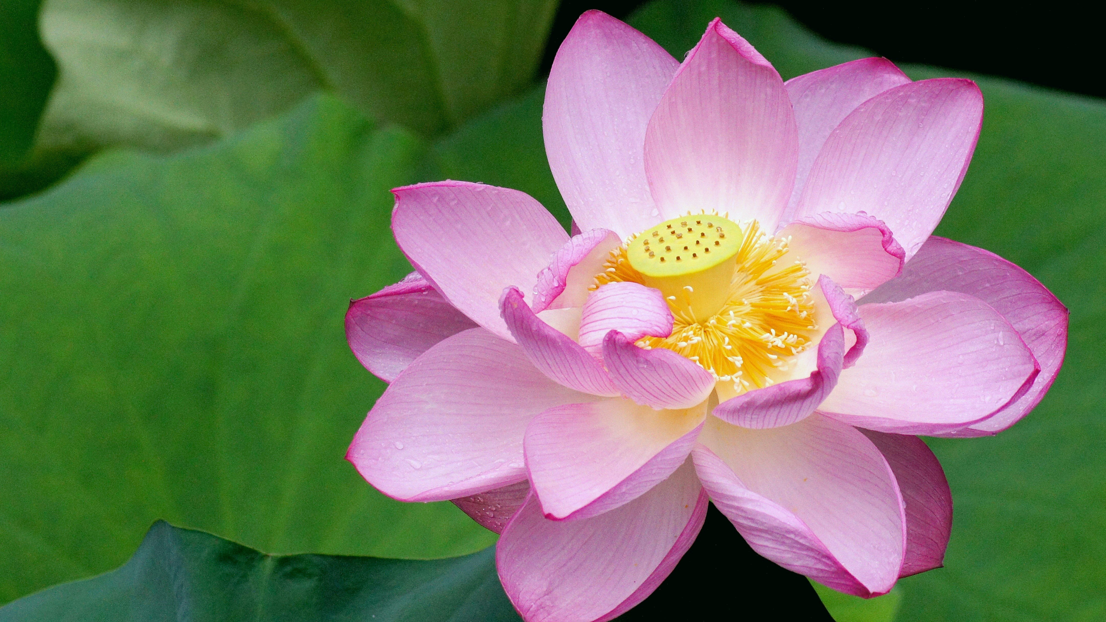 ピンクの蓮の花と大きな葉のクローズアップ