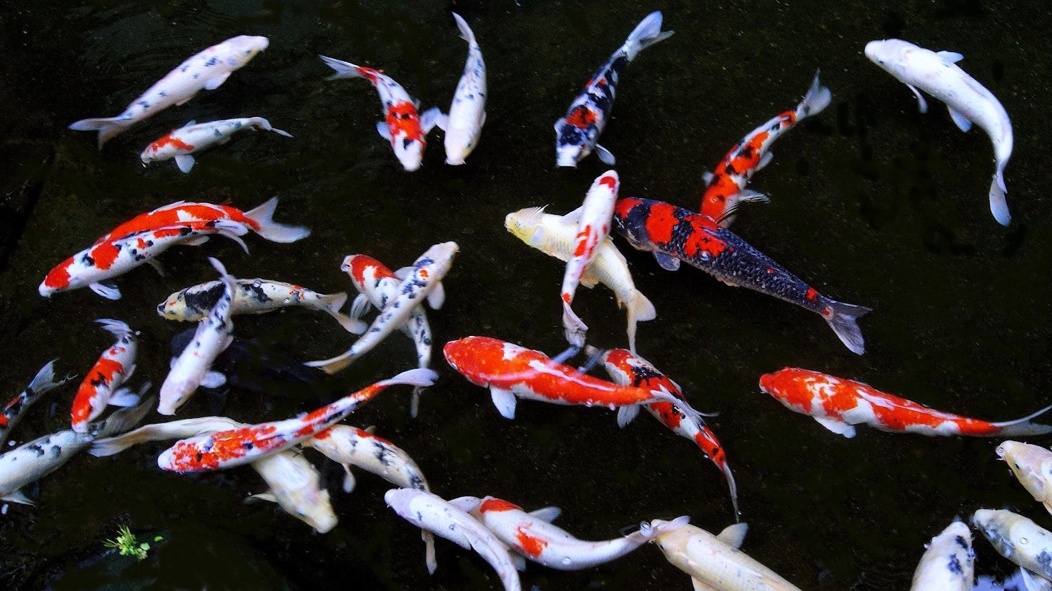Ikan koi berwarna-warni berenang di kolam