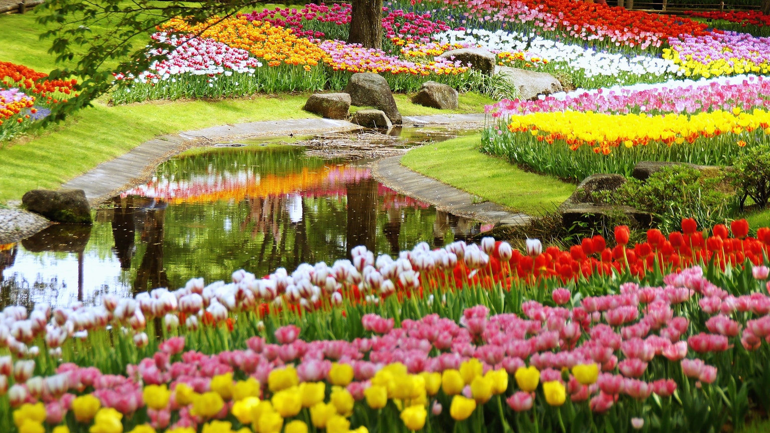 Lebendiger Tulpengarten mit einem Teich und bunten Blumen