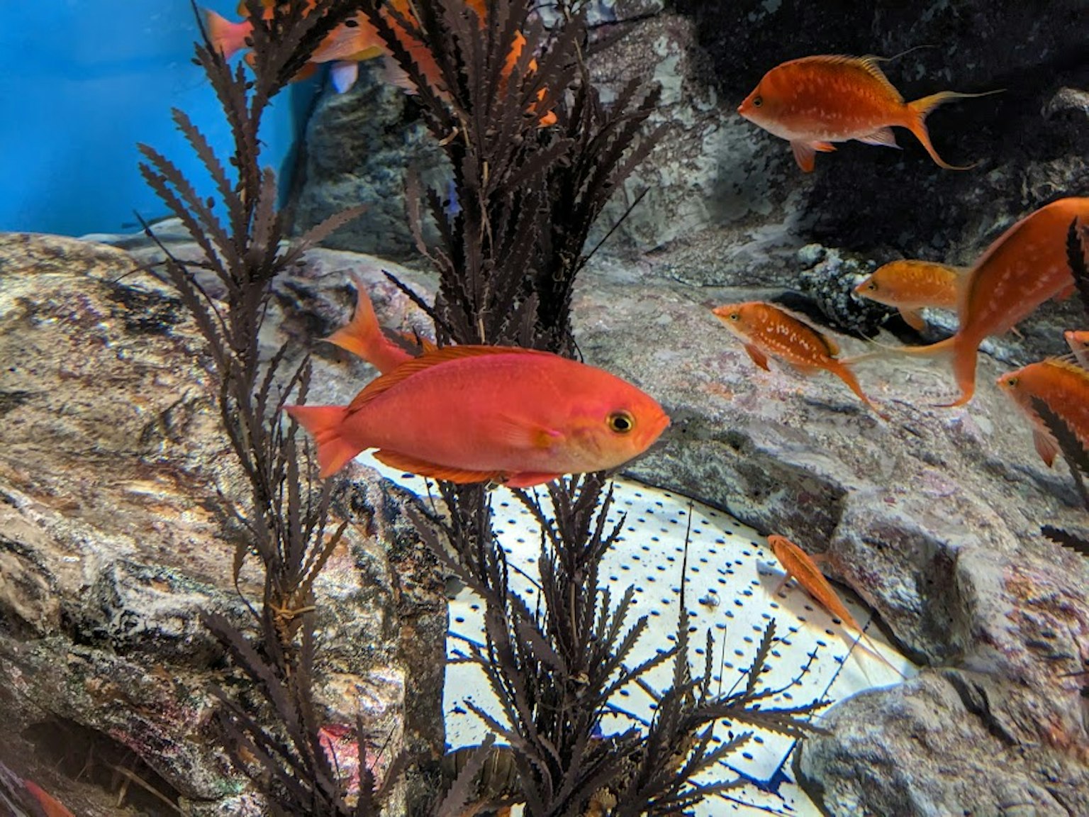 Orange fish swimming in aquarium with black seaweed