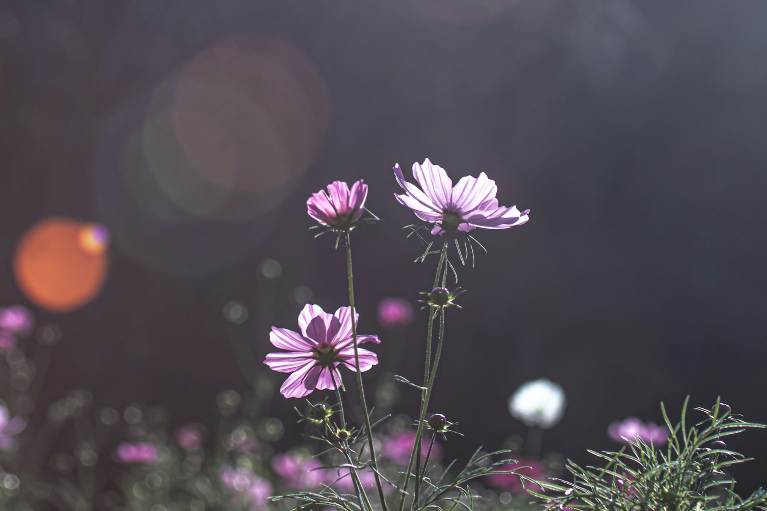 Hoa tím nở trong nền mờ với hiệu ứng bokeh ánh sáng