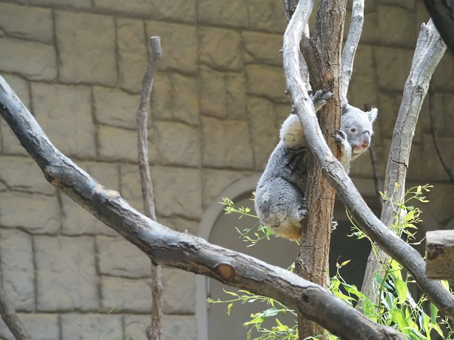 Koala suspendu à une branche d'arbre