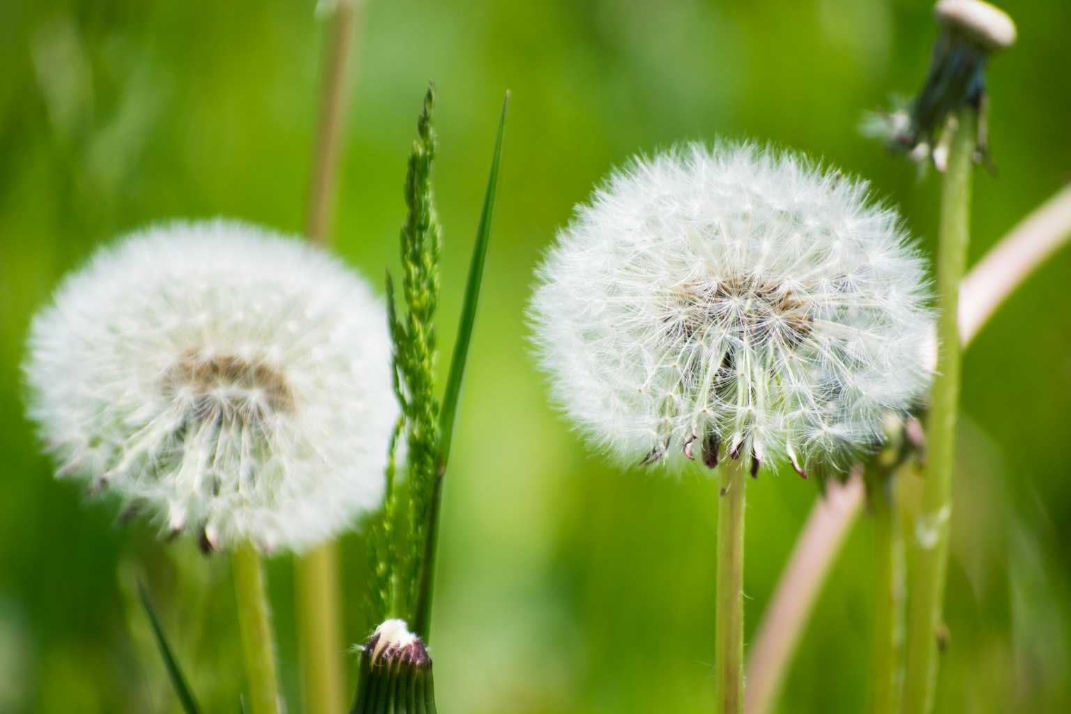 Dua dandelion putih di latar belakang hijau