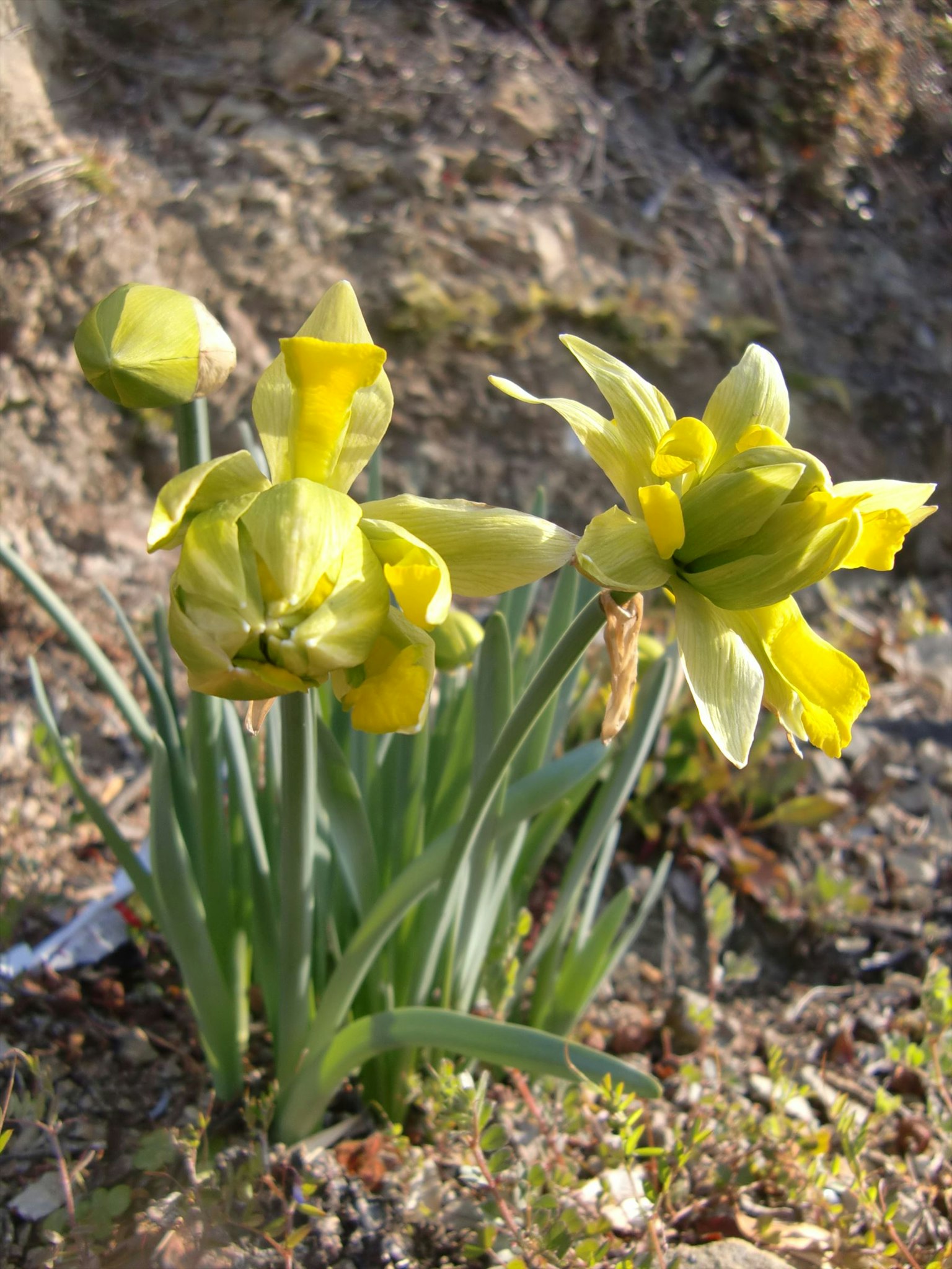 Foto von blühenden gelben Narzissen in einem Garten