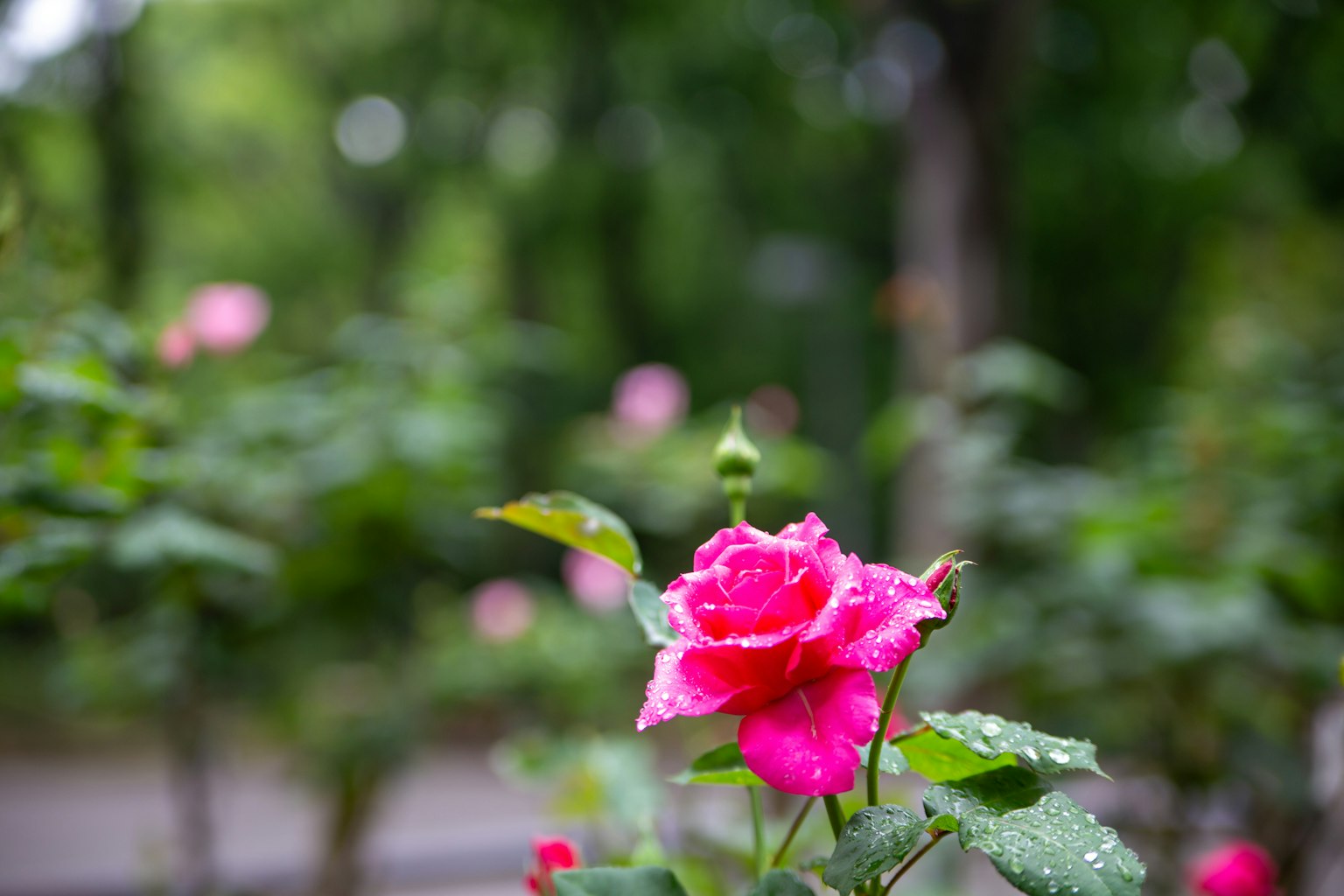 Primer plano de una rosa rosa con gotas de lluvia rodeada de hojas verdes