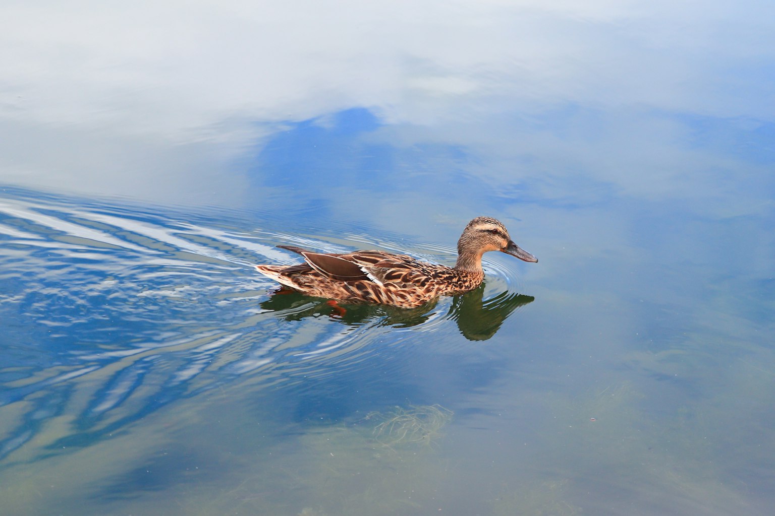 A mallard duck swimming on a reflective blue water surface