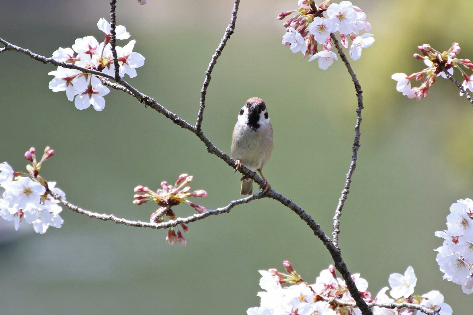Un petit oiseau perché sur une branche de cerisier en fleurs