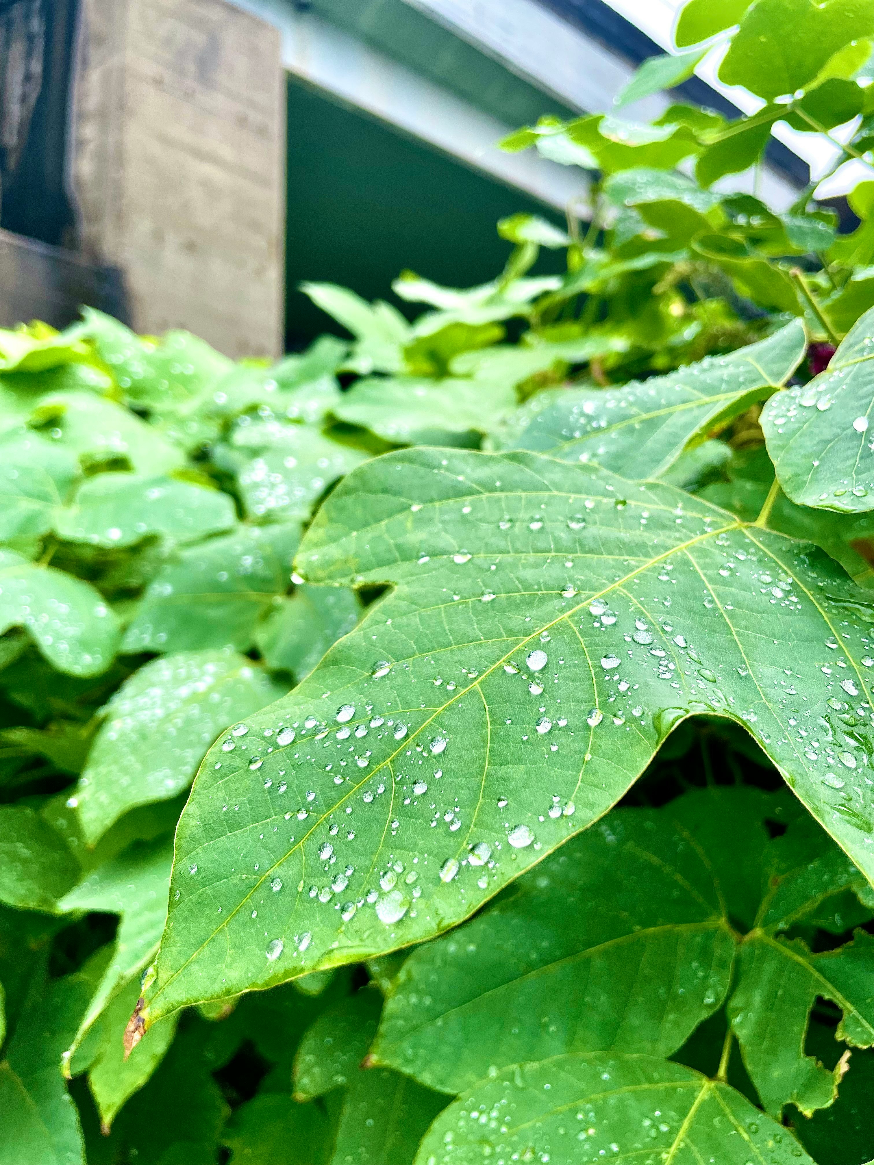雨粒のついた緑の葉のクローズアップ