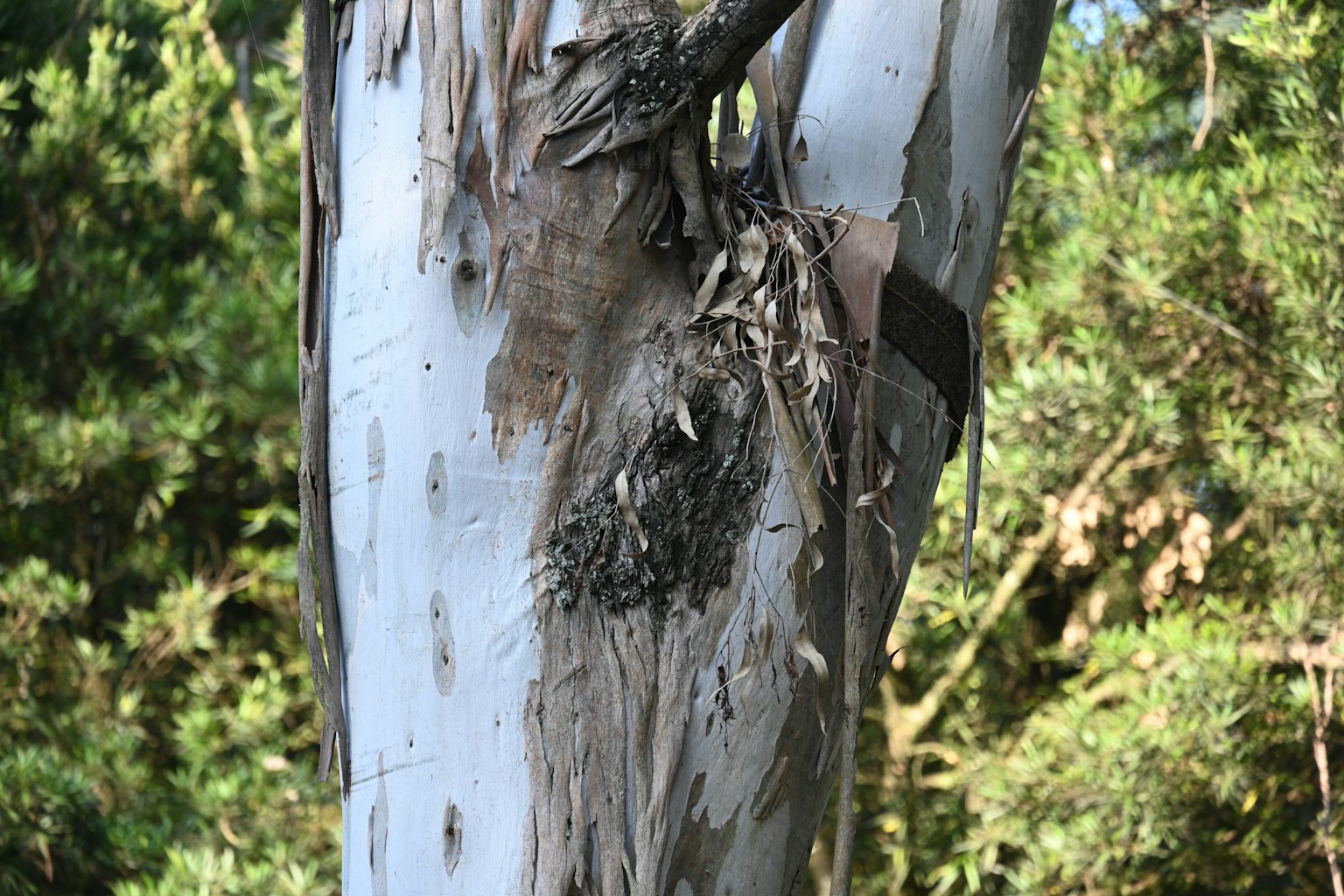 Tekstur dan warna unik pada batang pohon eucalyptus