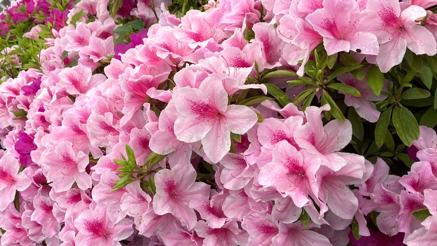 Hermosas flores rosas floreciendo en un arbusto de azalea