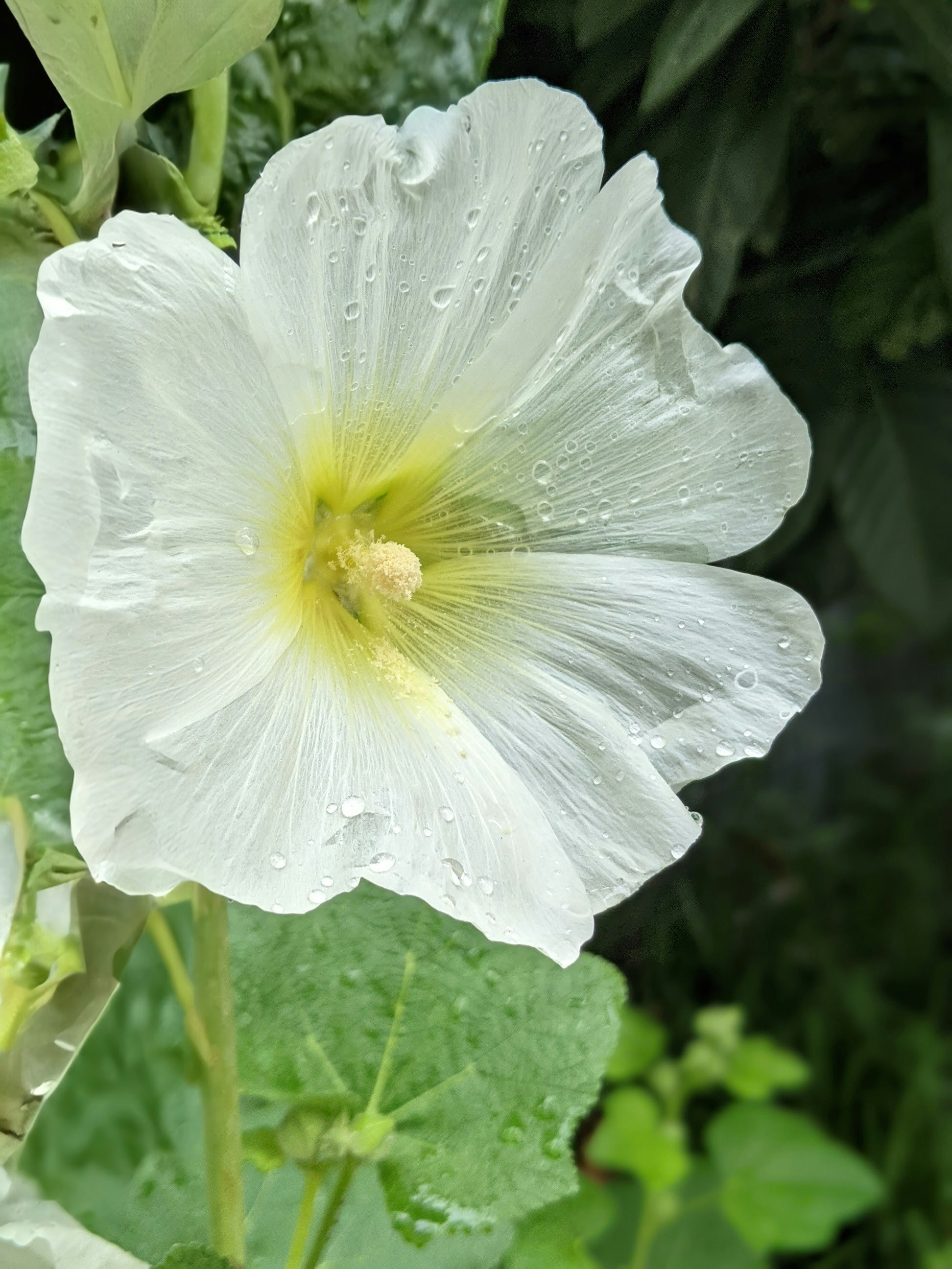 梅雨の白いタチアオイの花のクローズアップ