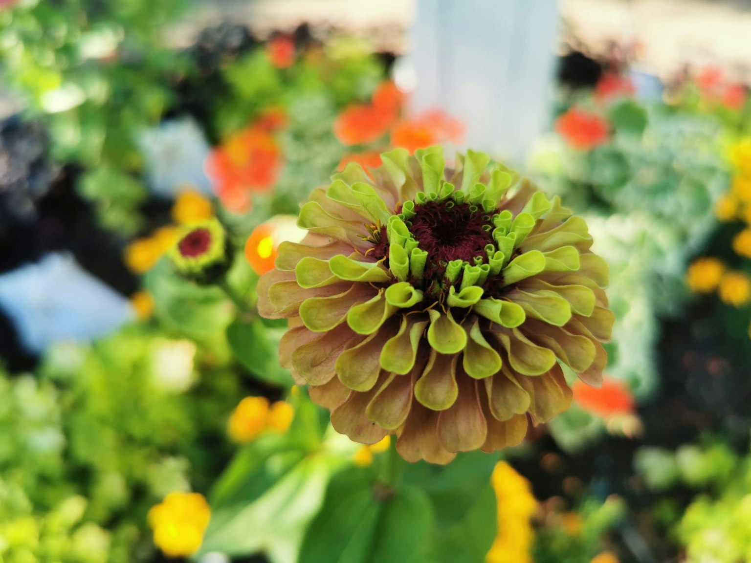 Un bouton de fleur vert vif au centre entouré de fleurs colorées variées