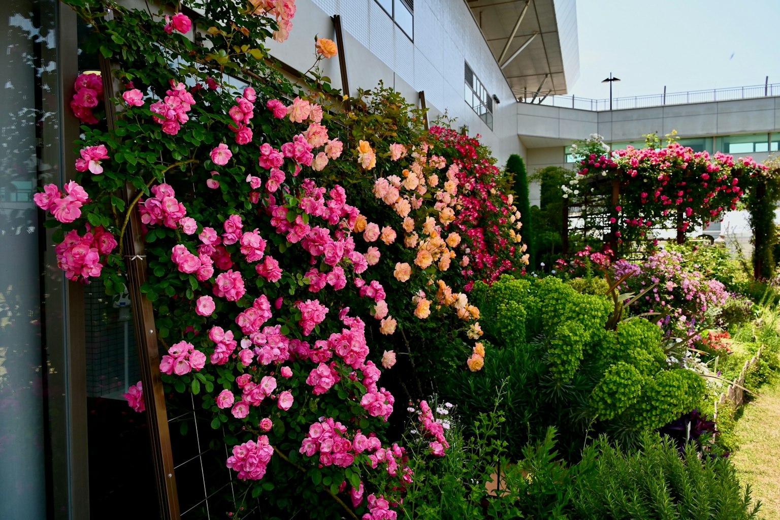 Une belle scène de jardin avec des roses colorées en fleurs
