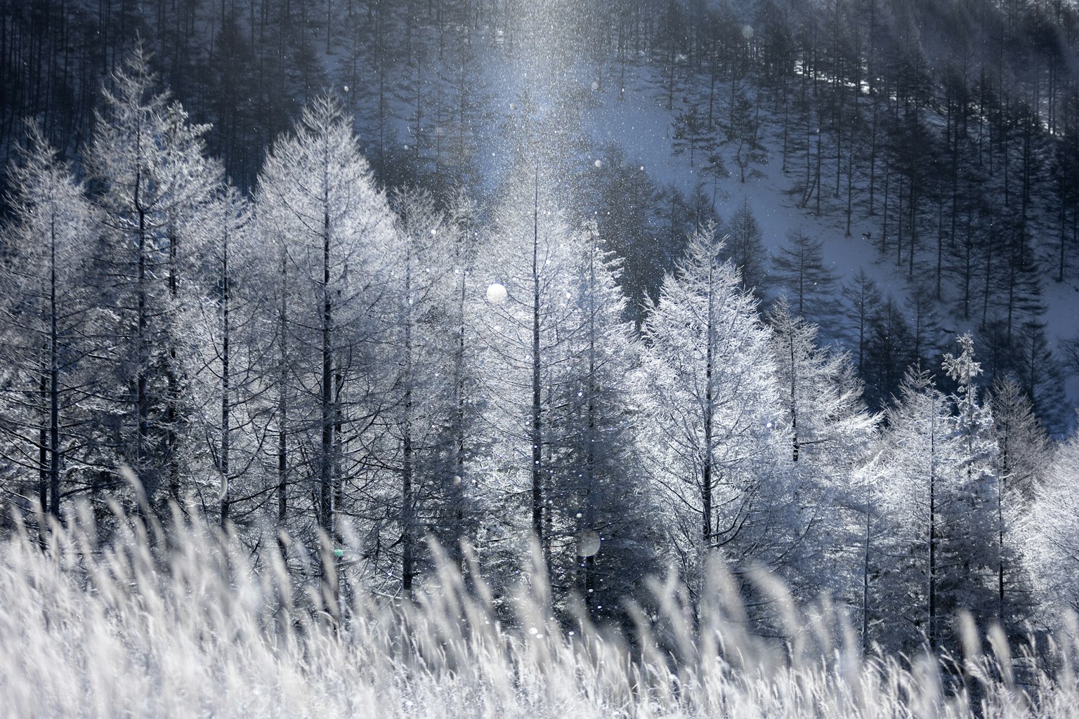 Bellissimo paesaggio invernale con alberi coperti di neve
