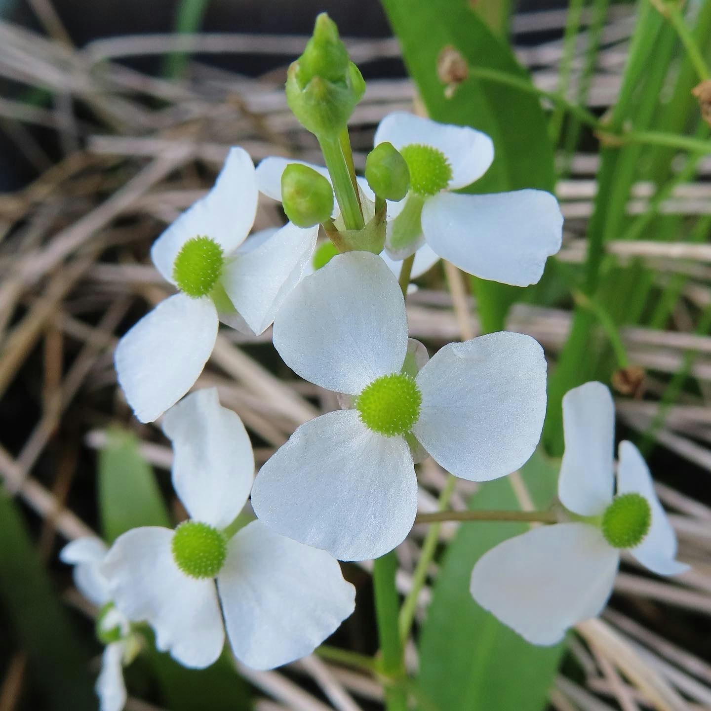白い花と緑のつぼみが重なる草地のクローズアップ